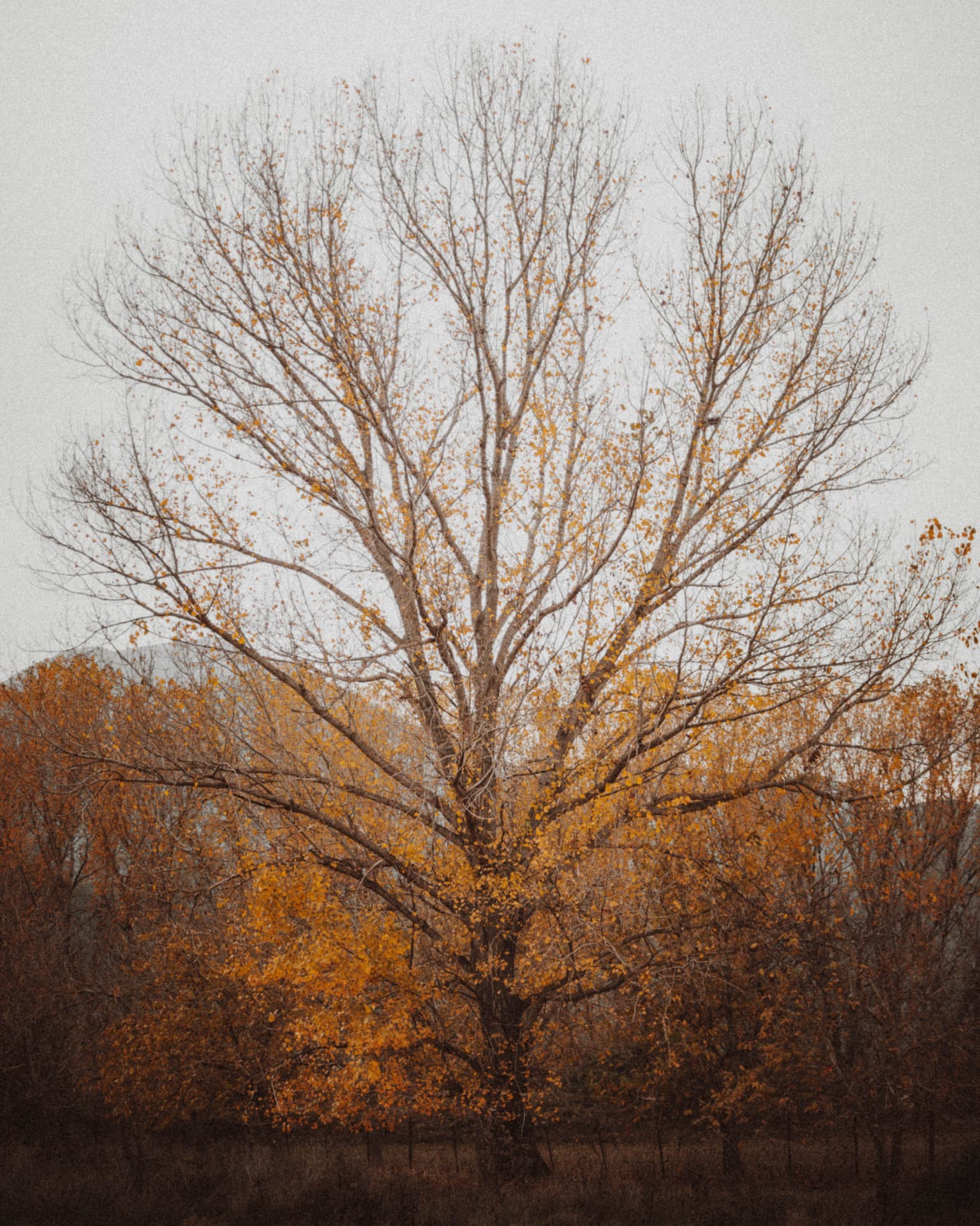 A tree of last golden leaves under grey cloud