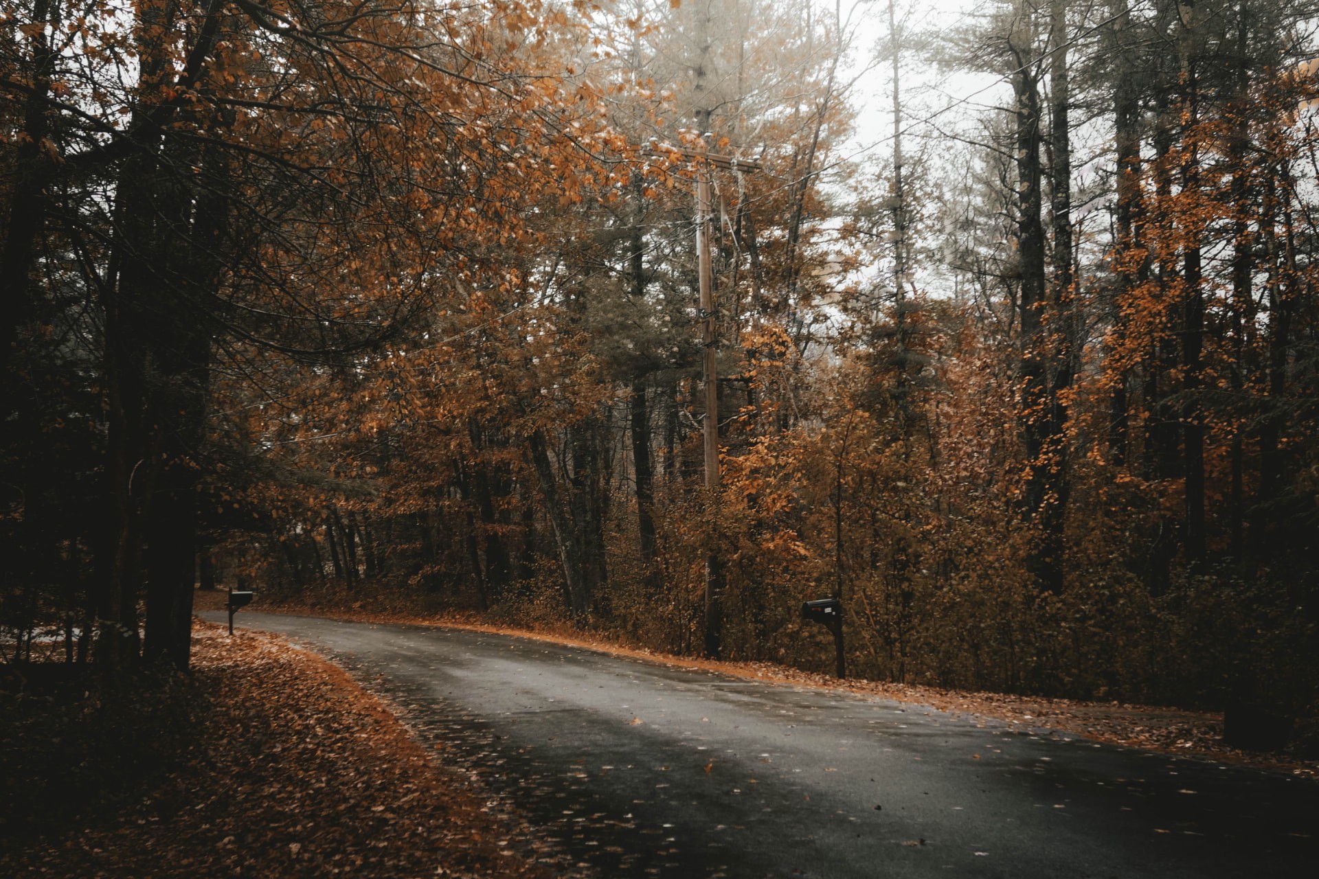 A wet road curving through autumn woodland beside a wooden pole