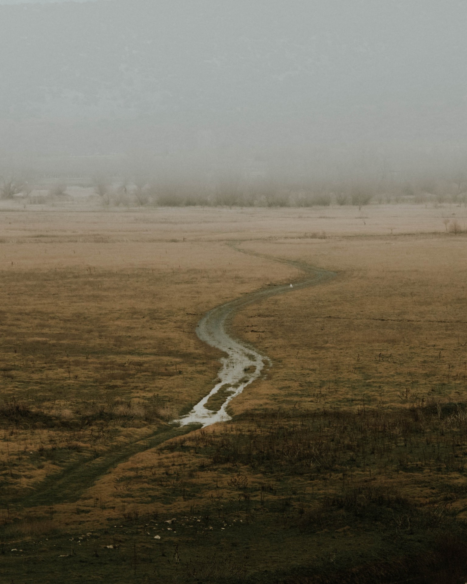 A winding wet track through a misty meadow