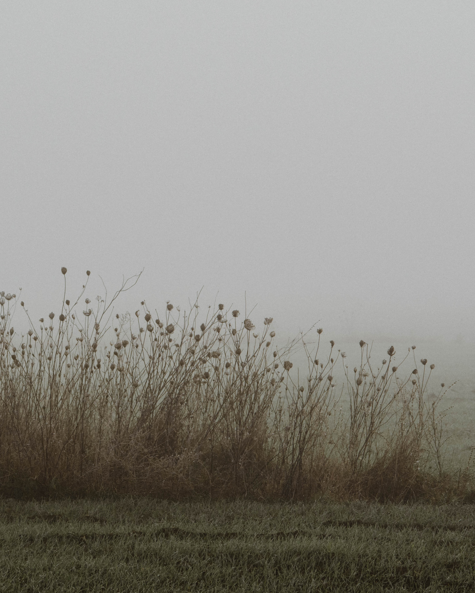 Dry wild seed stalks at the edge of a foggy meadow