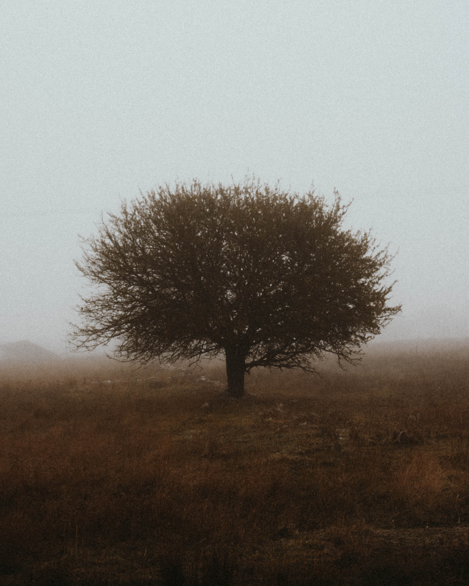 A lone rounded tree in an open meadow obscured by mist
