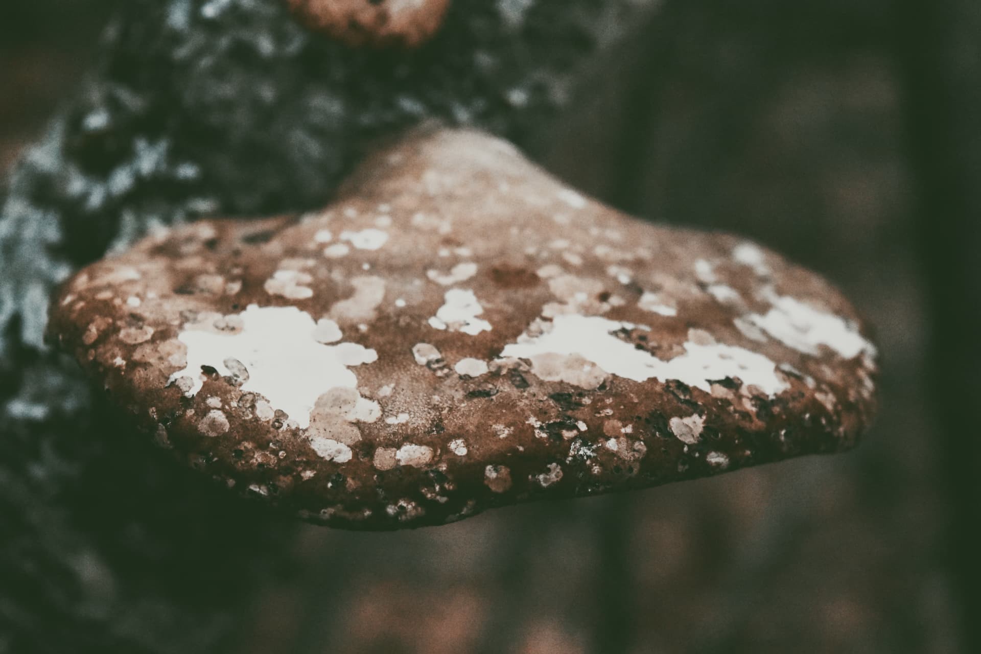 A rain-spotted bracket fungus on dark bark