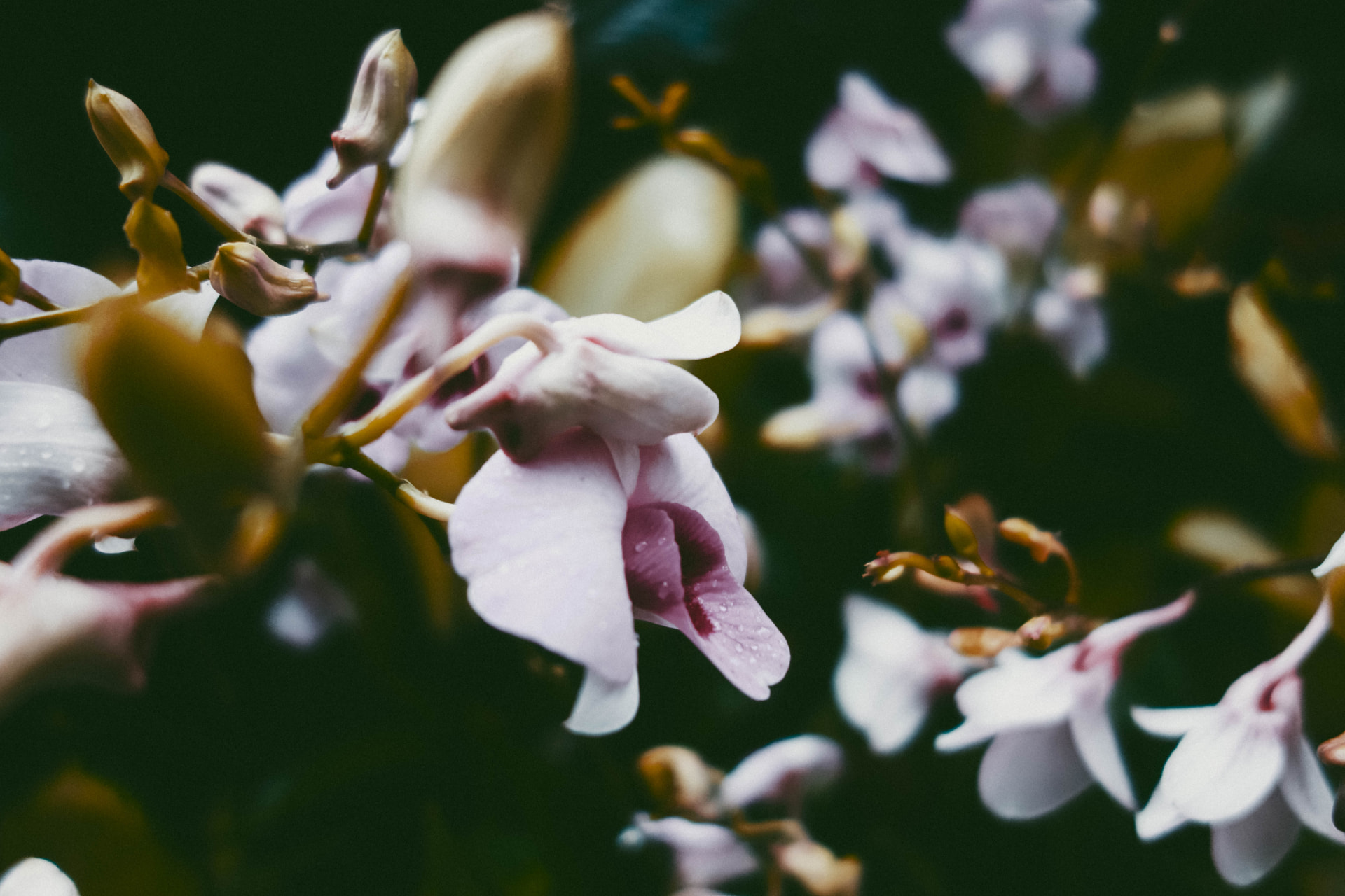 Pale orchid flowers and buds in soft focus