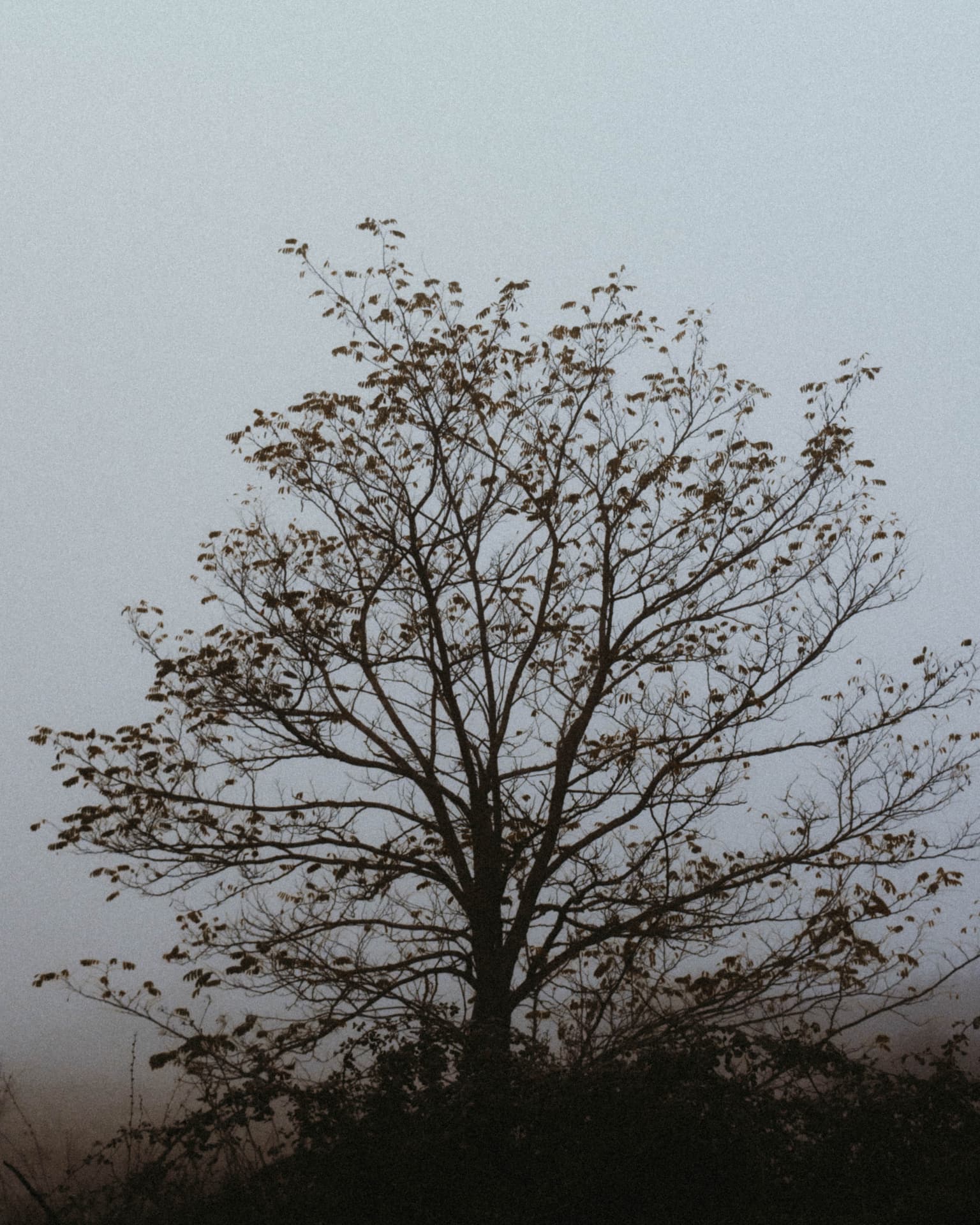 Silhouetted branches of a slender tree against a foggy sky