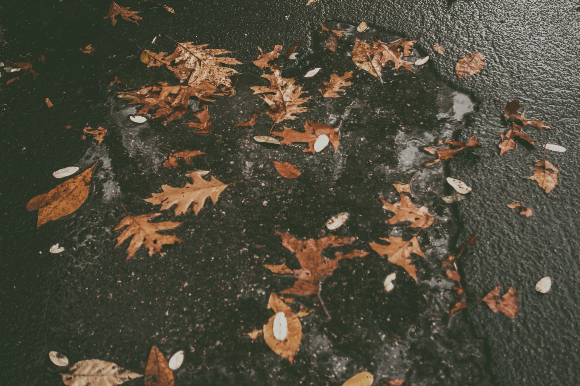Fallen oak leaves and pale seeds gathered in a shallow puddle