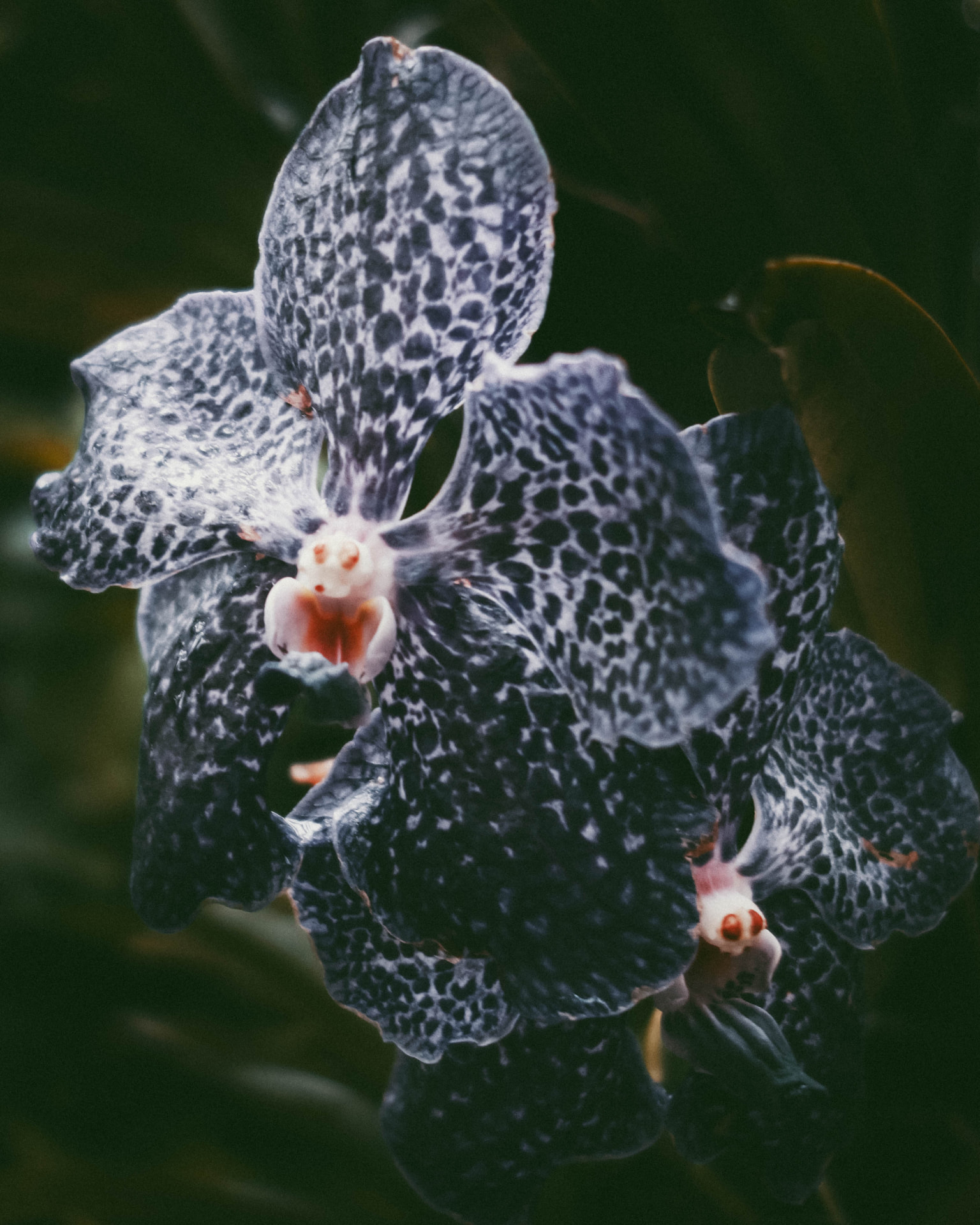 A deep blue-purple spotted orchid