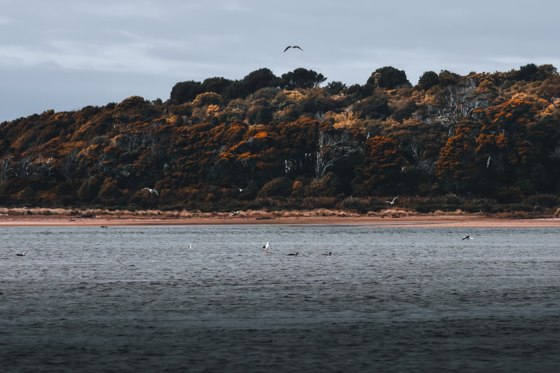 An autumn tree-lined bay with gulls over the water