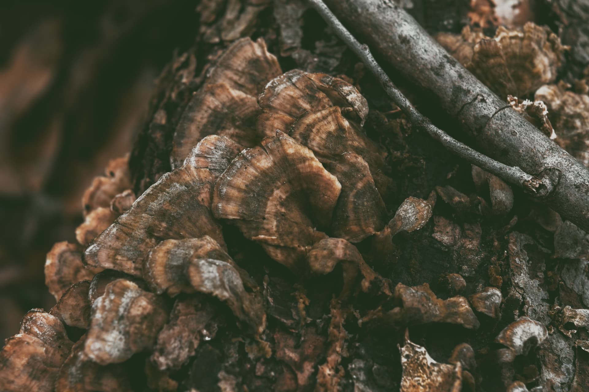 Layered bracket fungi with a branch across the frame