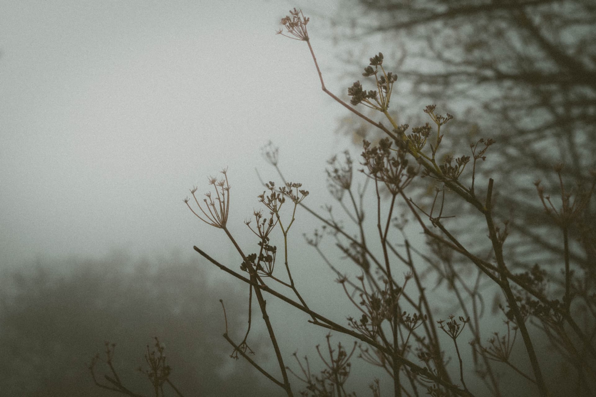 Dried seed stalks against a blurred misty woodland
