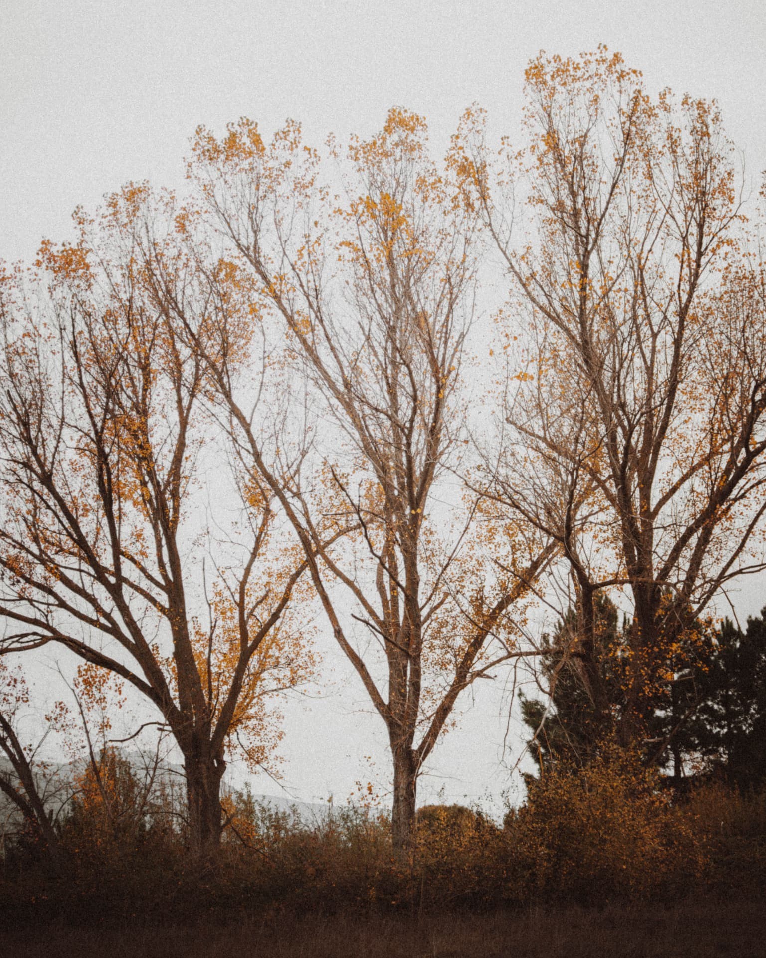 Bare trees with scattered orange leaves in still air