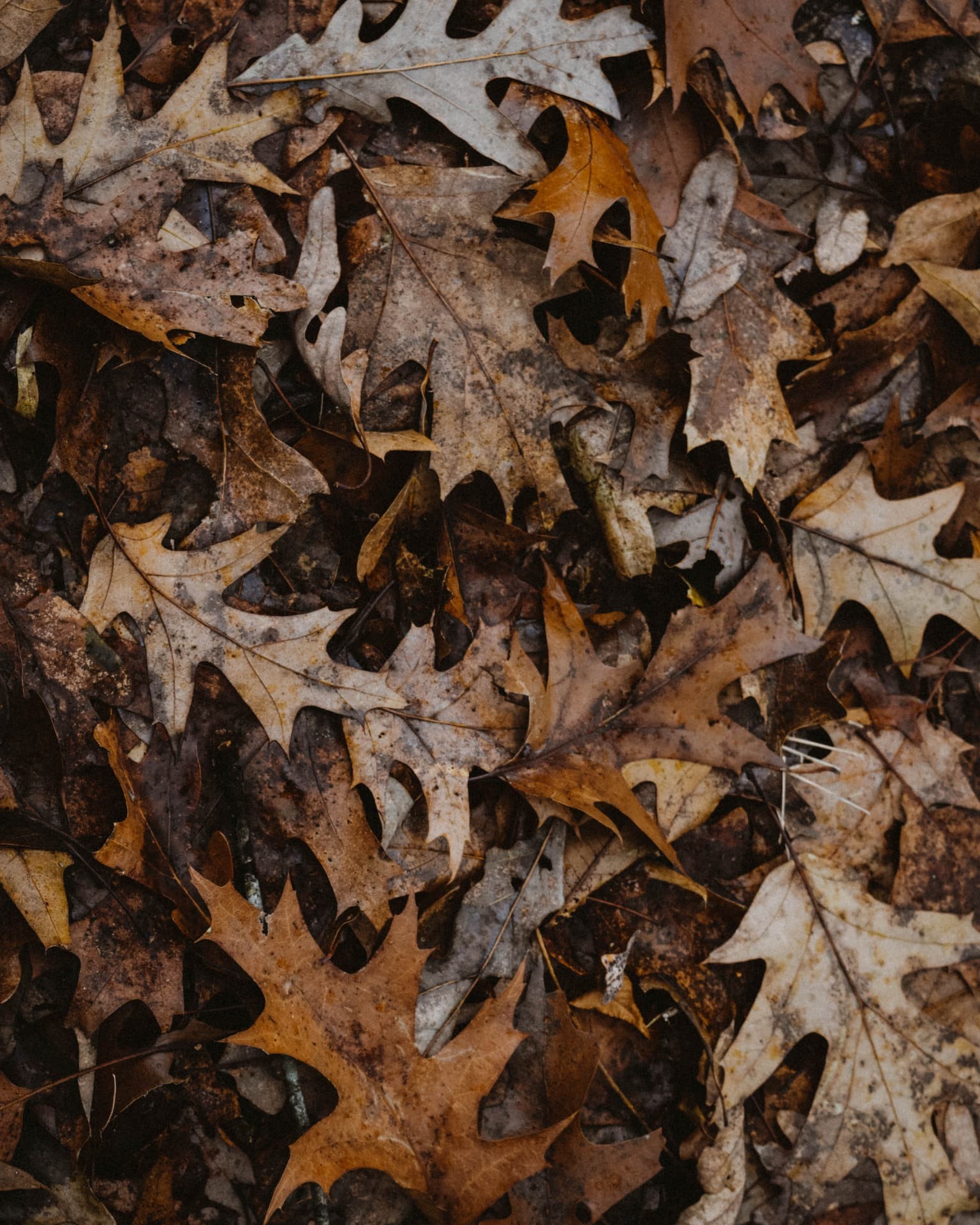 Fallen oak leaves scattered in muted browns