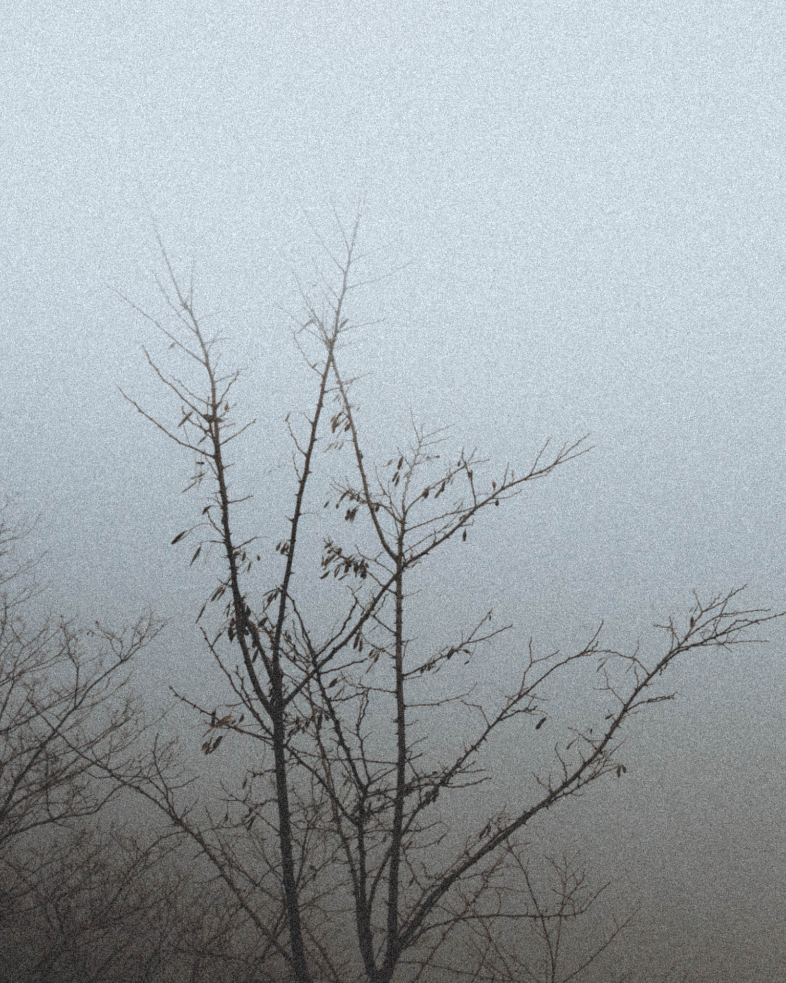Bare silhouetted branches against a dense blanket of fog