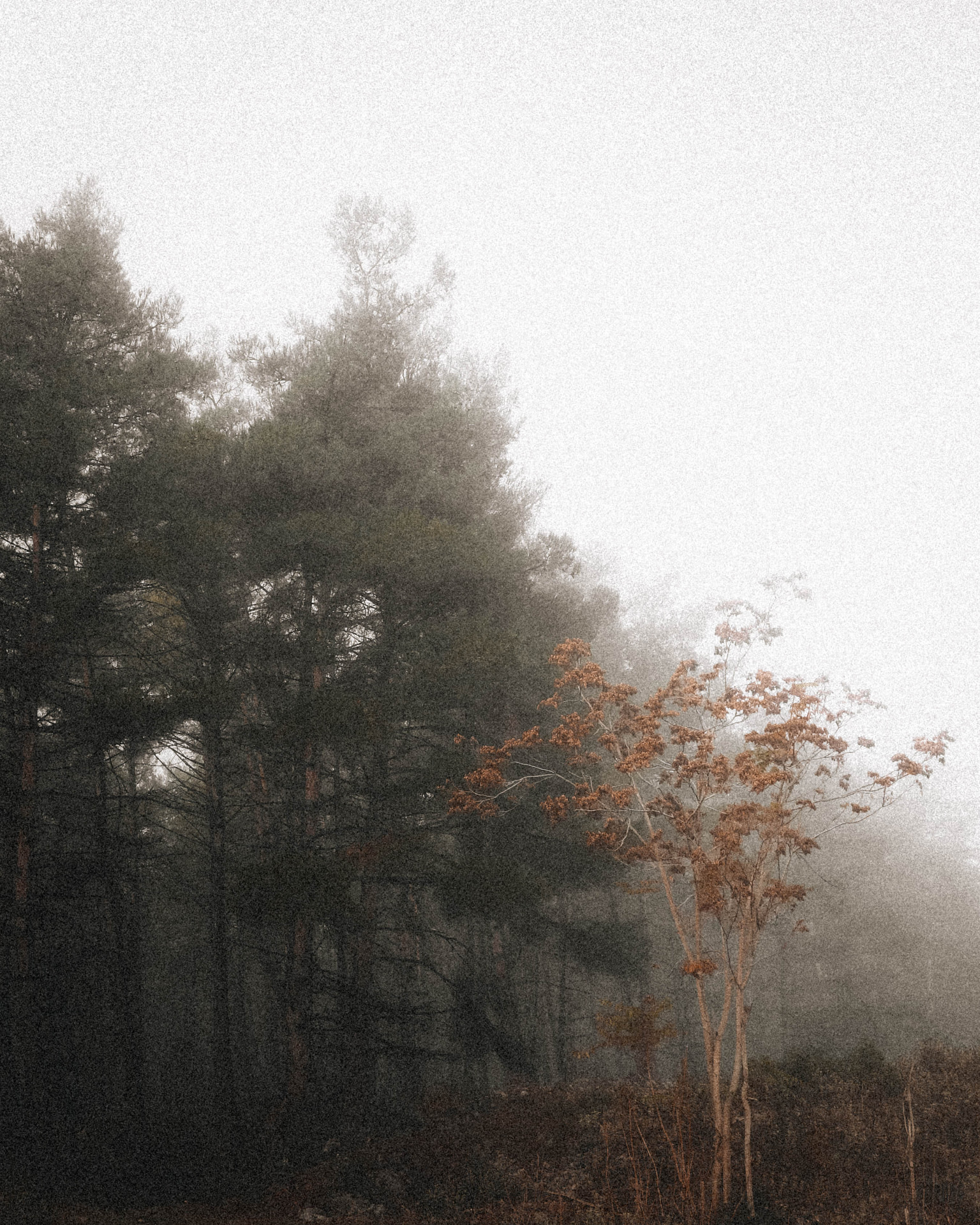 Evergreen pines and a rust-leaved tree enveloped in woodland mist