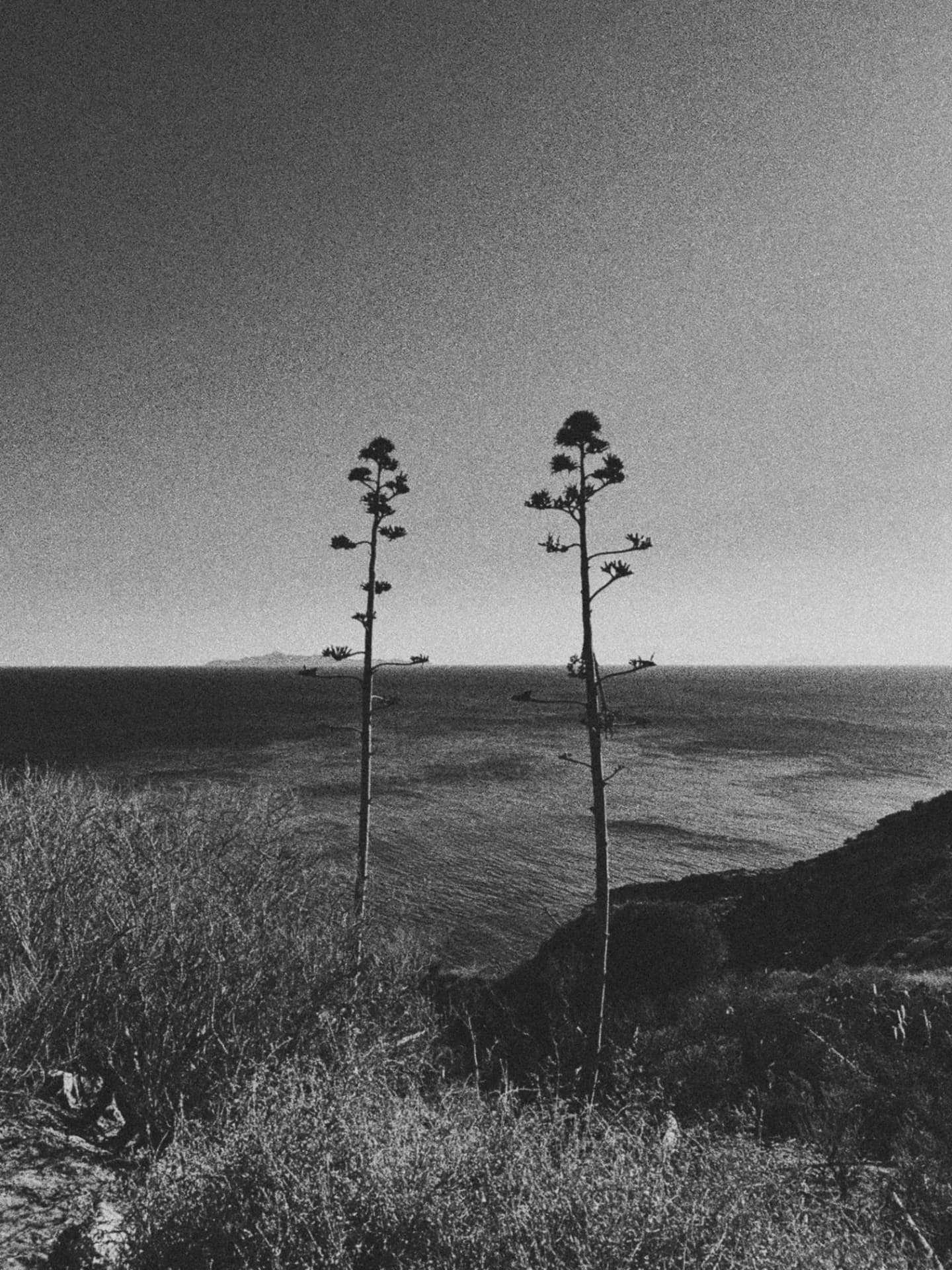 Two tall flowered stalks silhouetted above a coastal headland