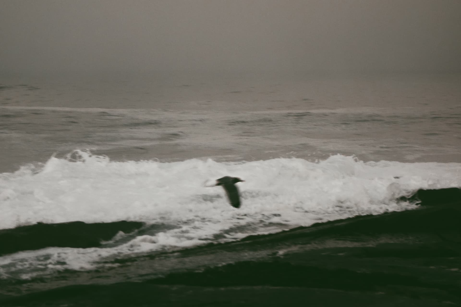 A gull skimming the surf under a pale sky