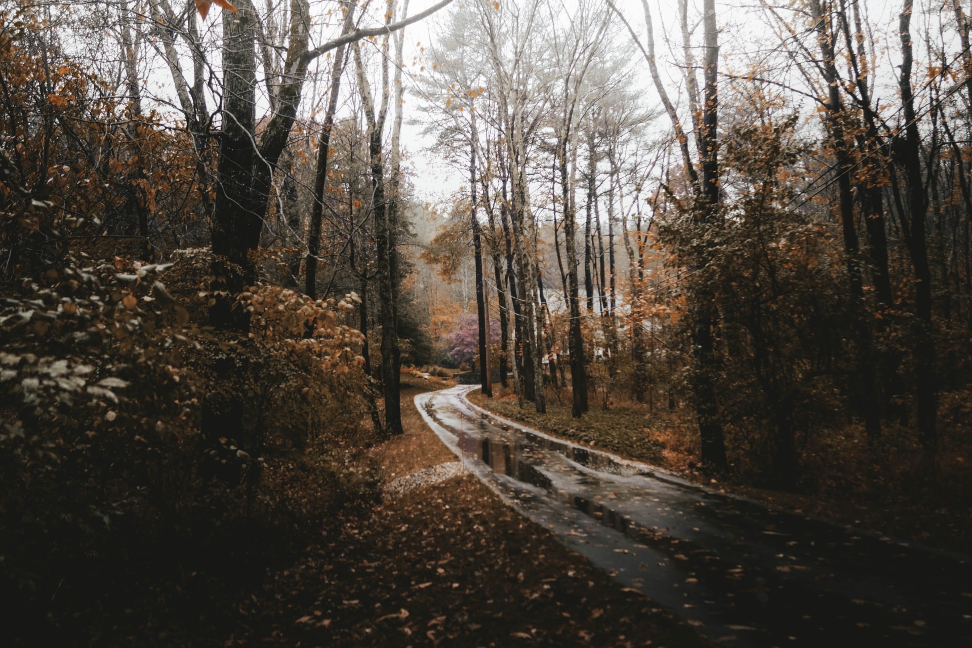 A wet driveway winding through bare and brown-leafed trees