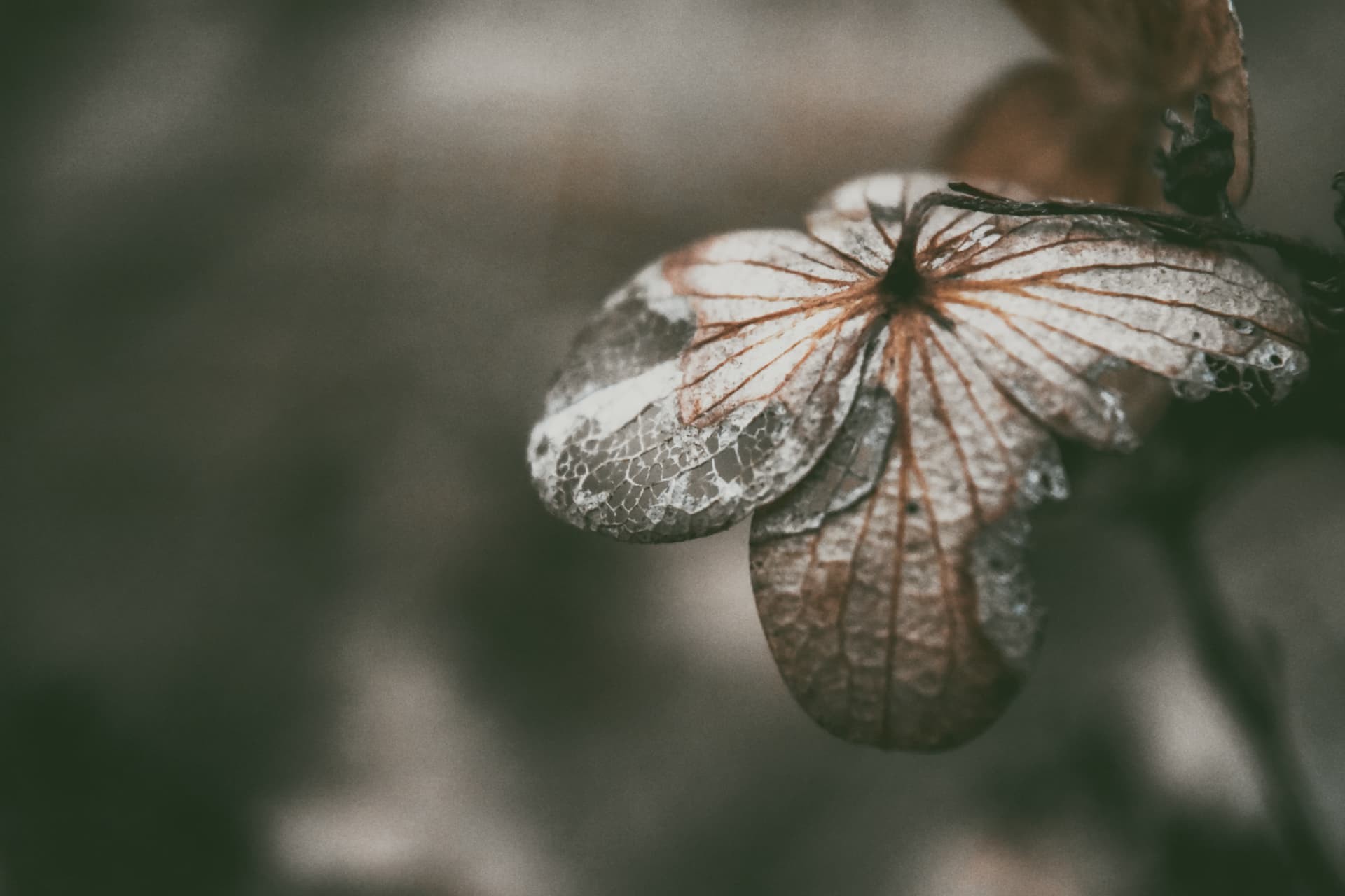 A pale dried flower head against soft green
