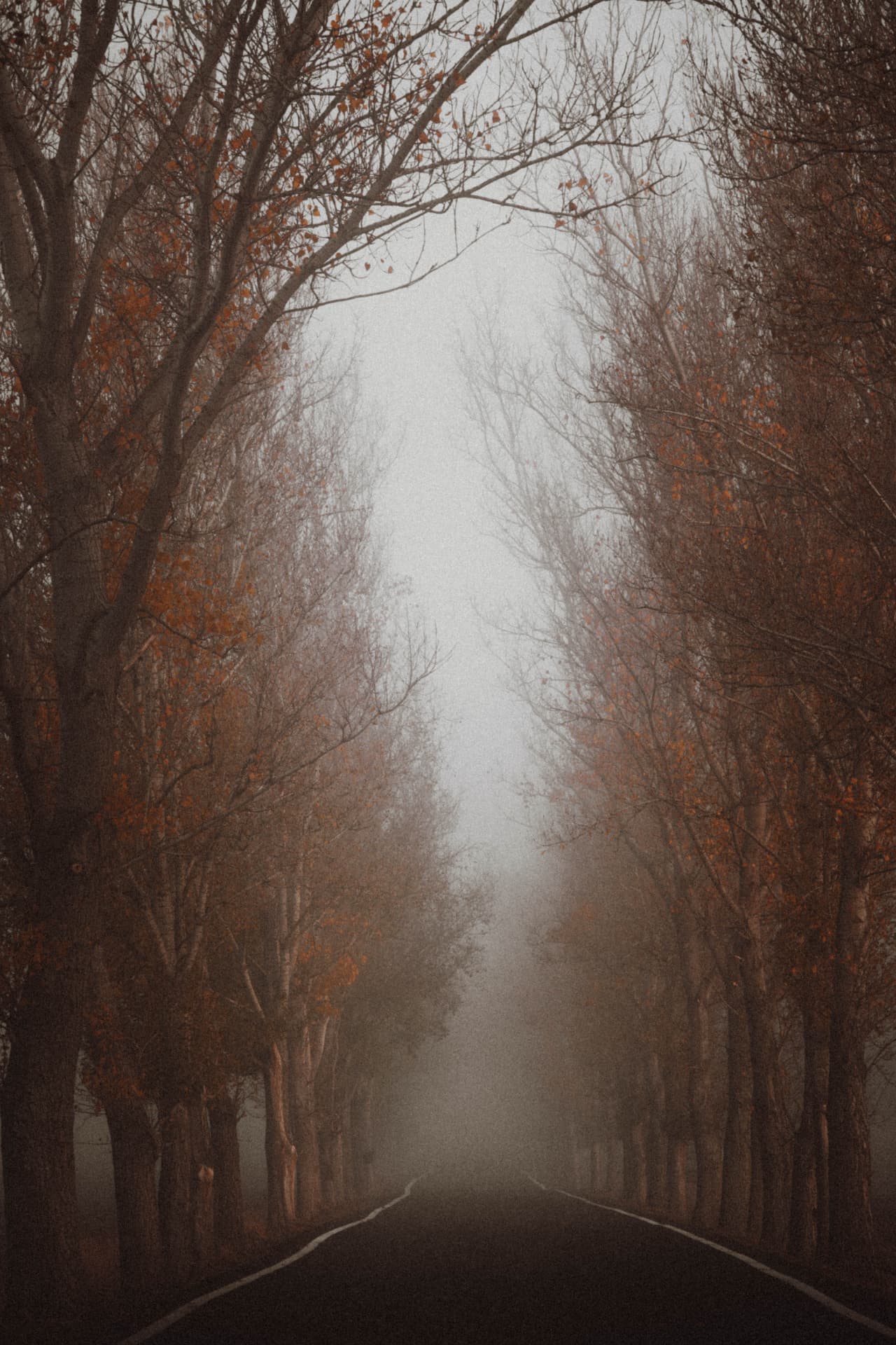 A country lane framed by tall bare trees receding into mist