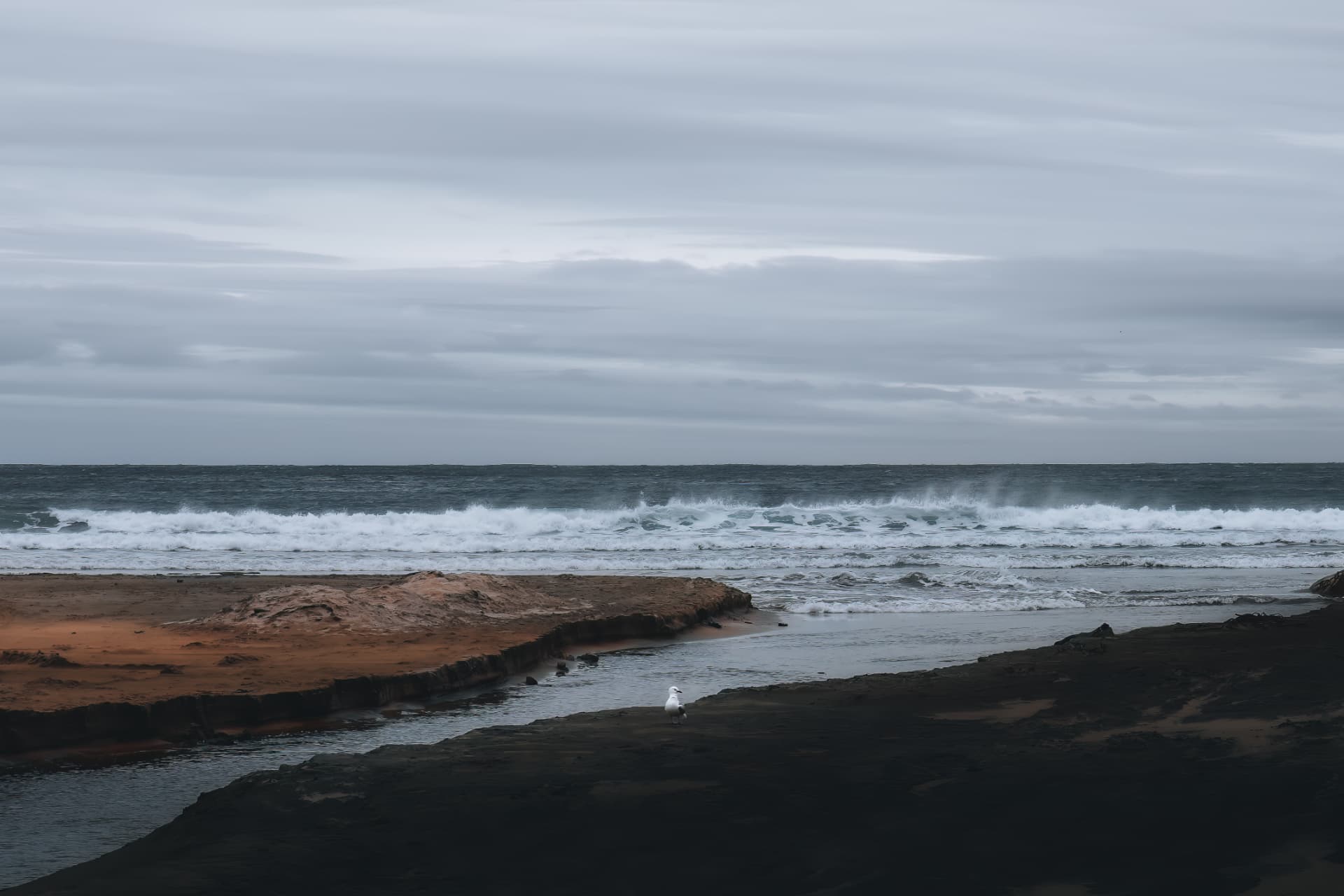 Tide pools on dark sand with a gull beside a stormy sea