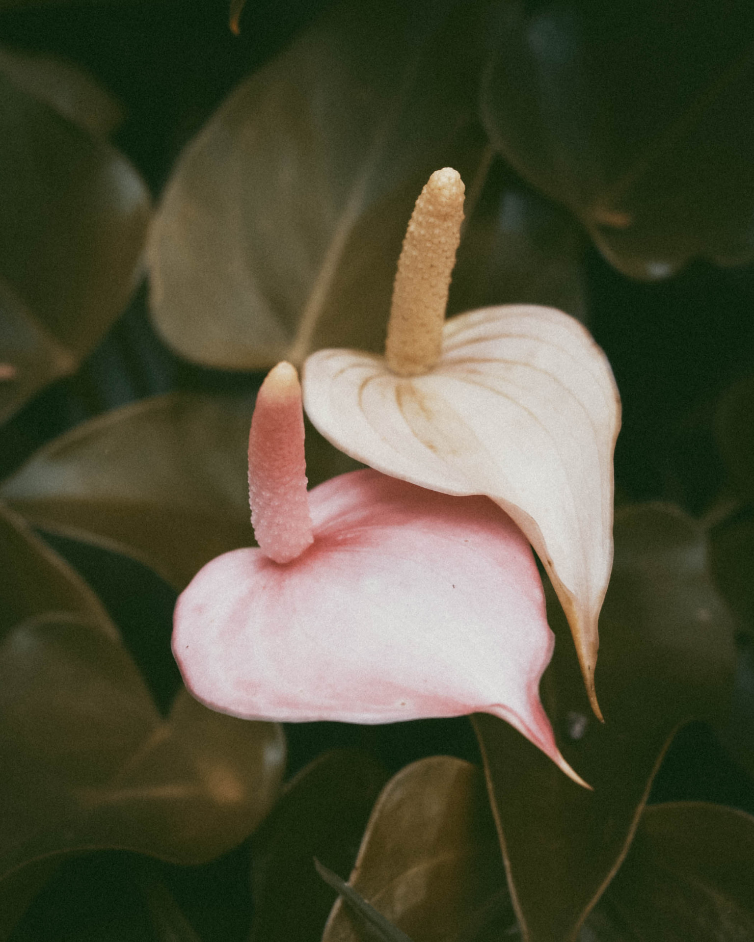 A pair of anthurium blooms in pink and white