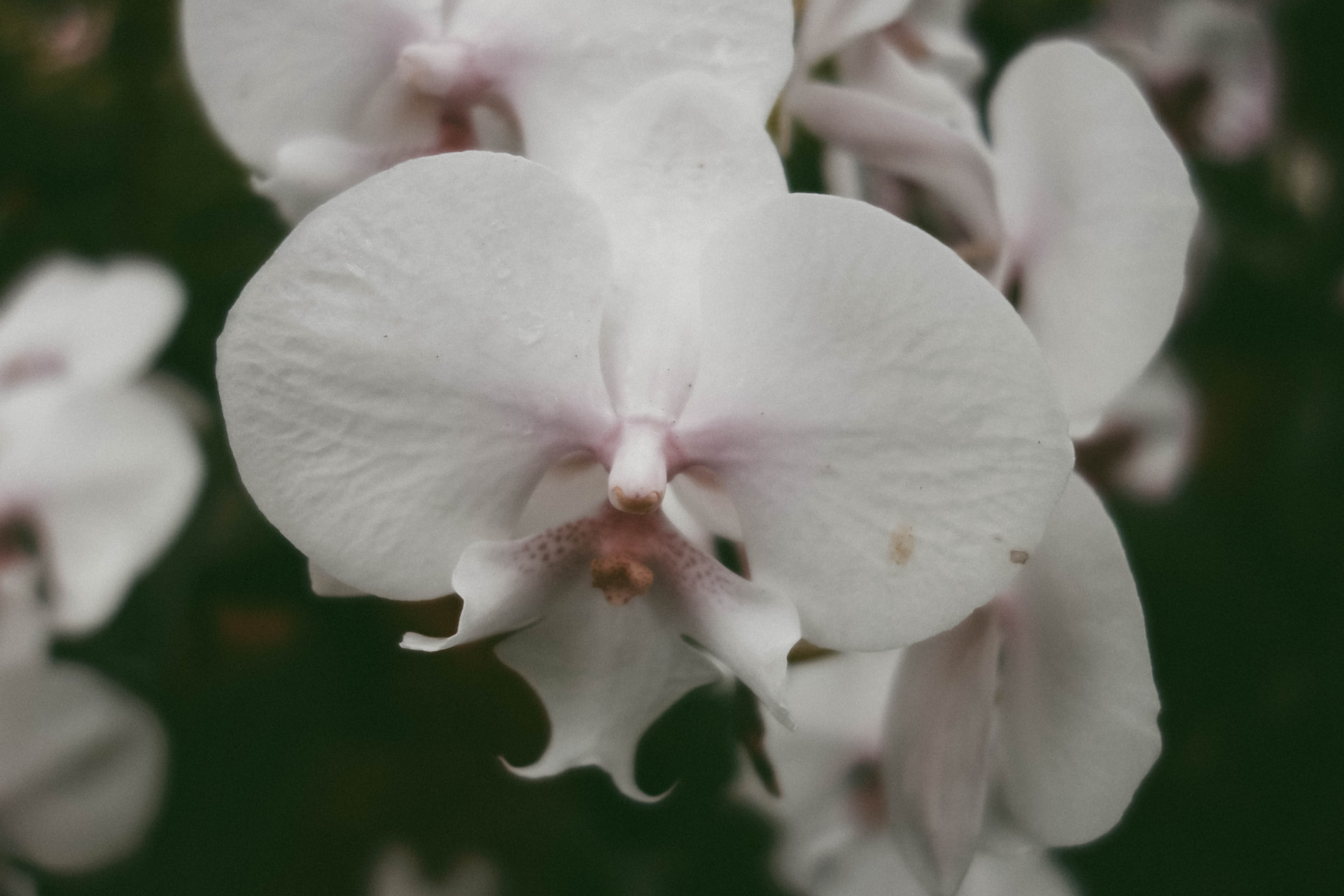 A white orchid with a blushed centre