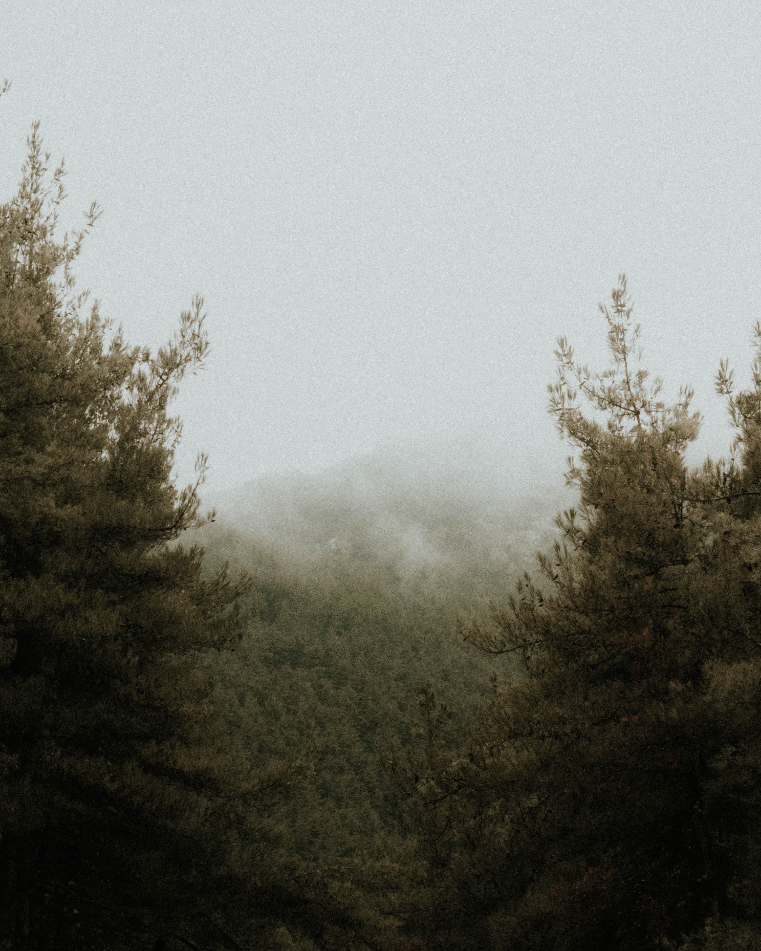 Pine treetops framing a fog-covered mountain slope