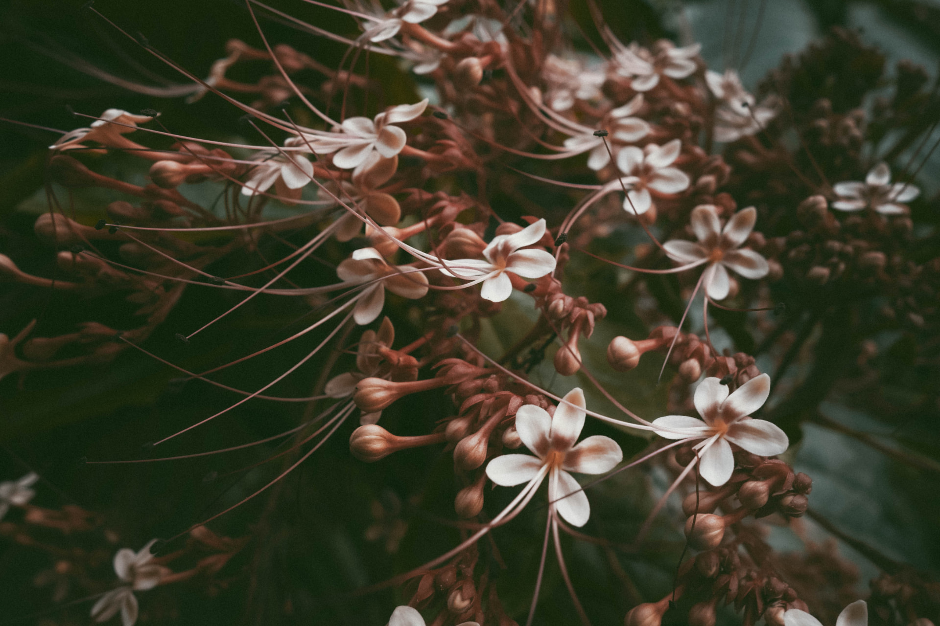 White flowers with long curved stamens on dark red buds