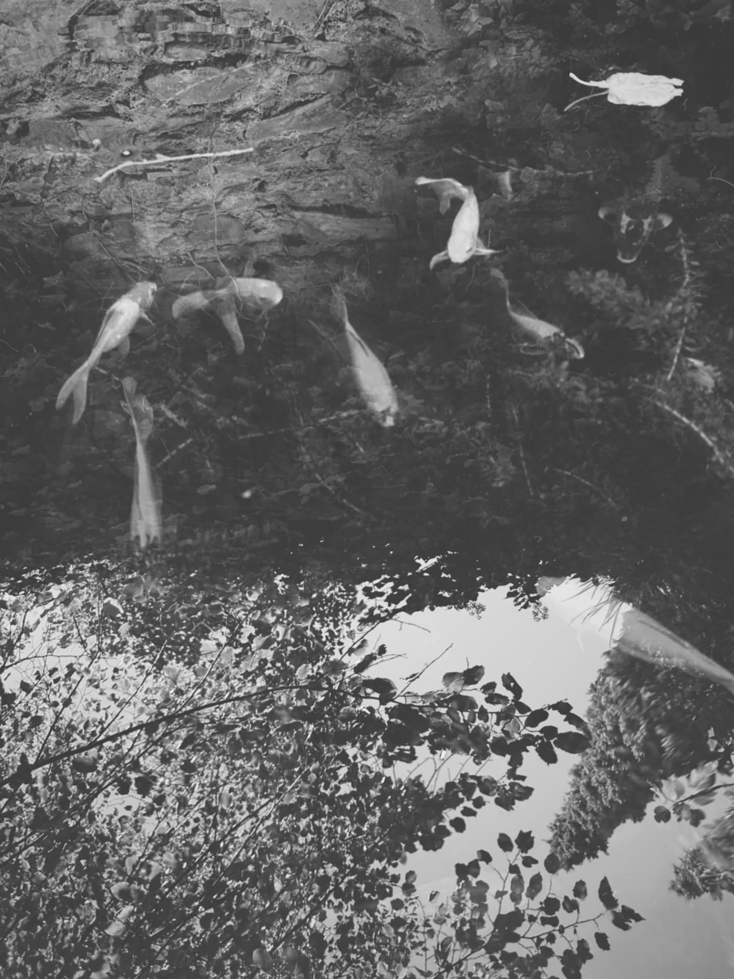 Pale fish drifting through a dark, leaf-strewn pond