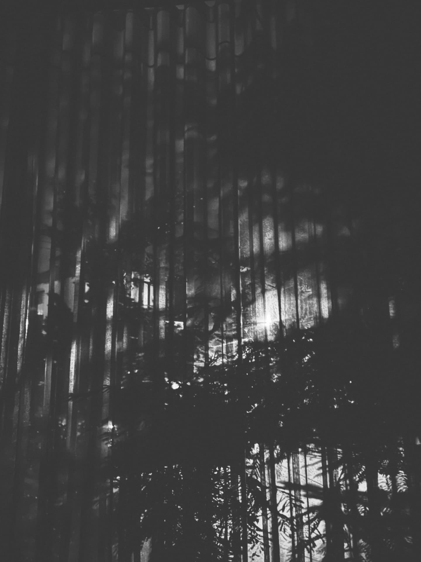 Palm fronds and light reflected in a corrugated glass wall at night