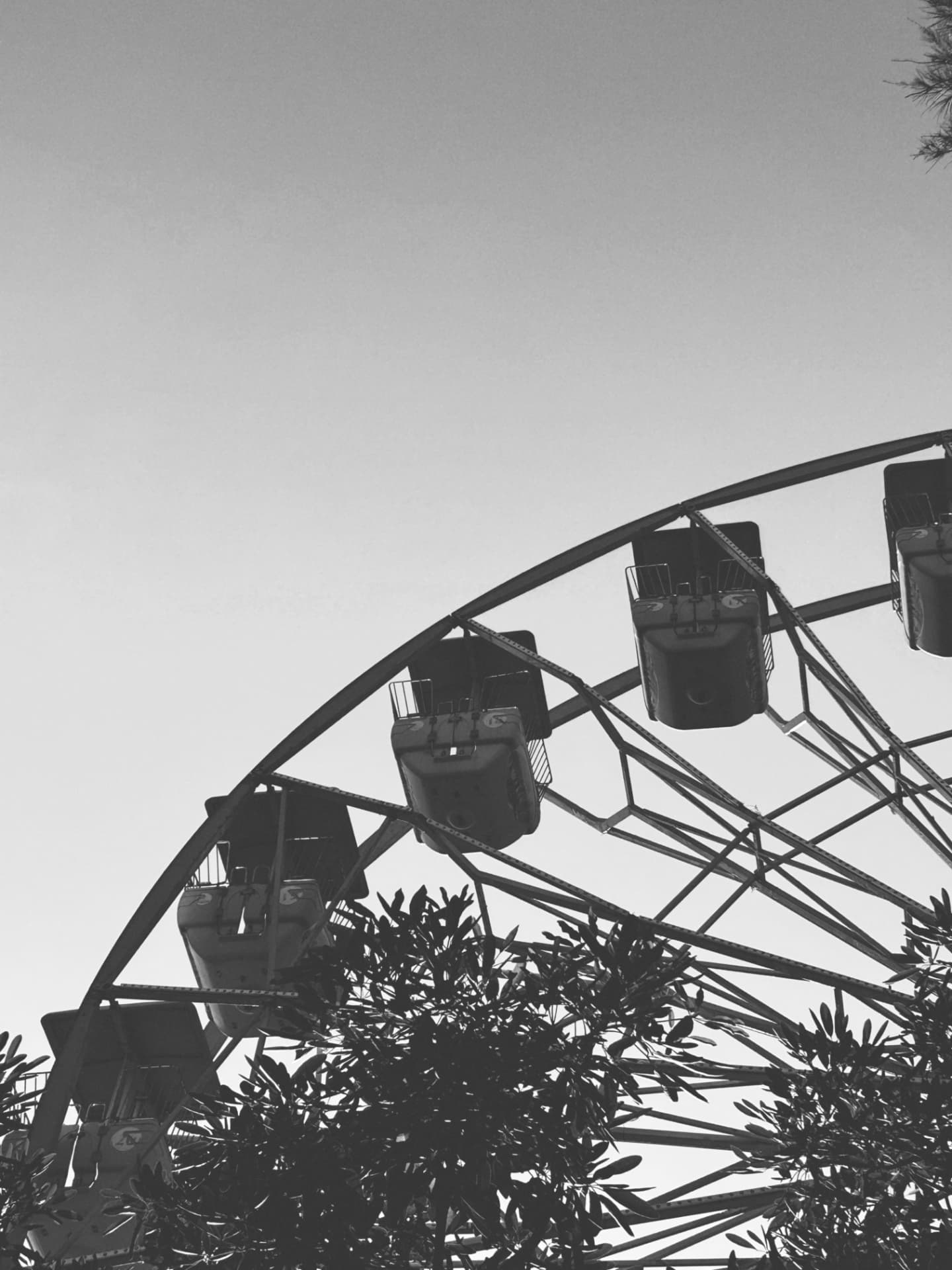 Ferris wheel gondolas hanging above dark leaves