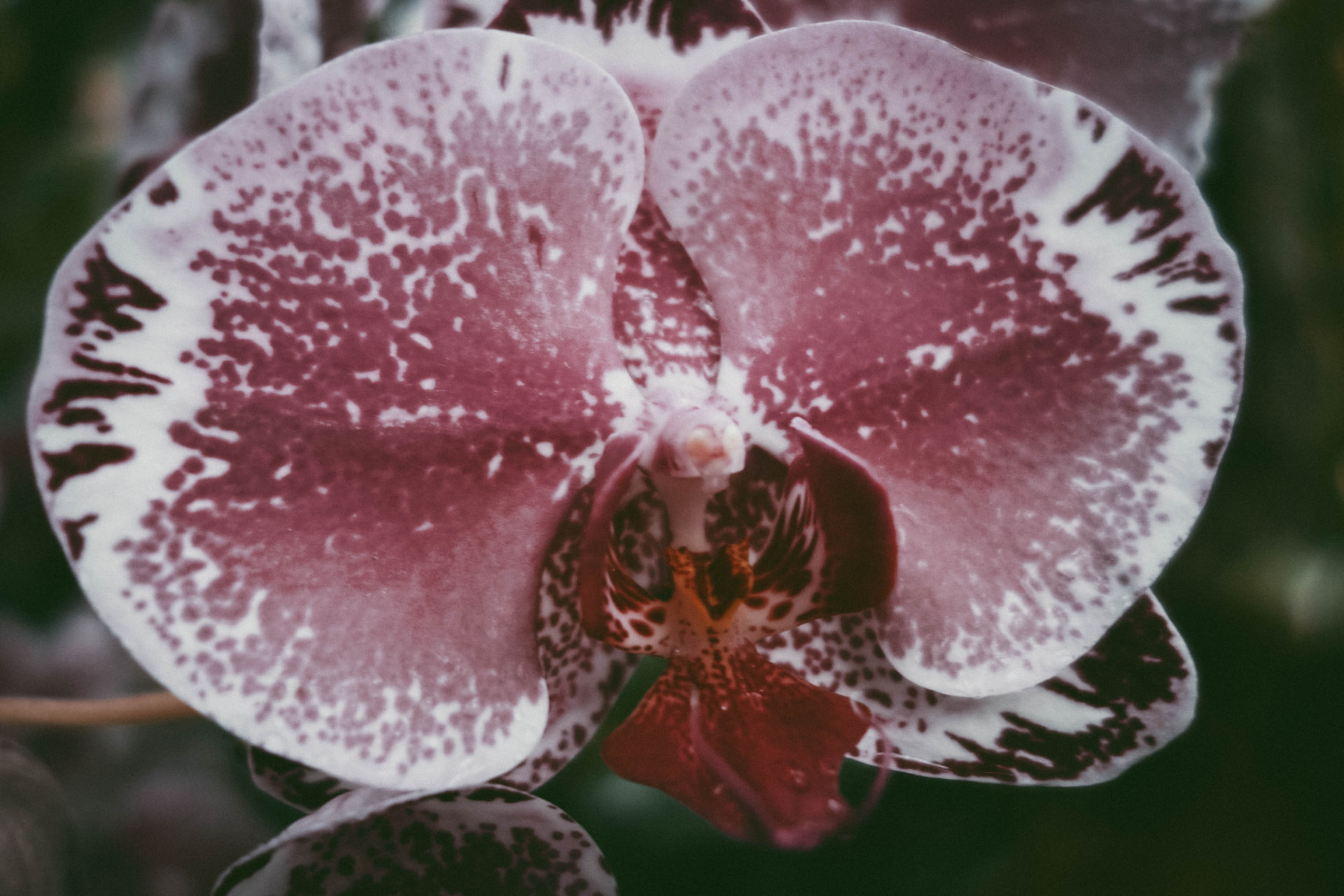 A magenta-spotted orchid bloom