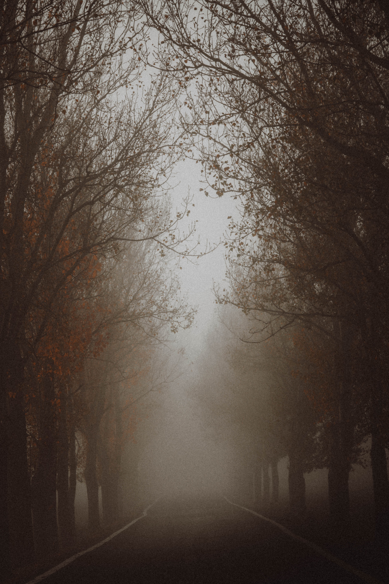 A tree-lined road disappearing into thick autumn fog