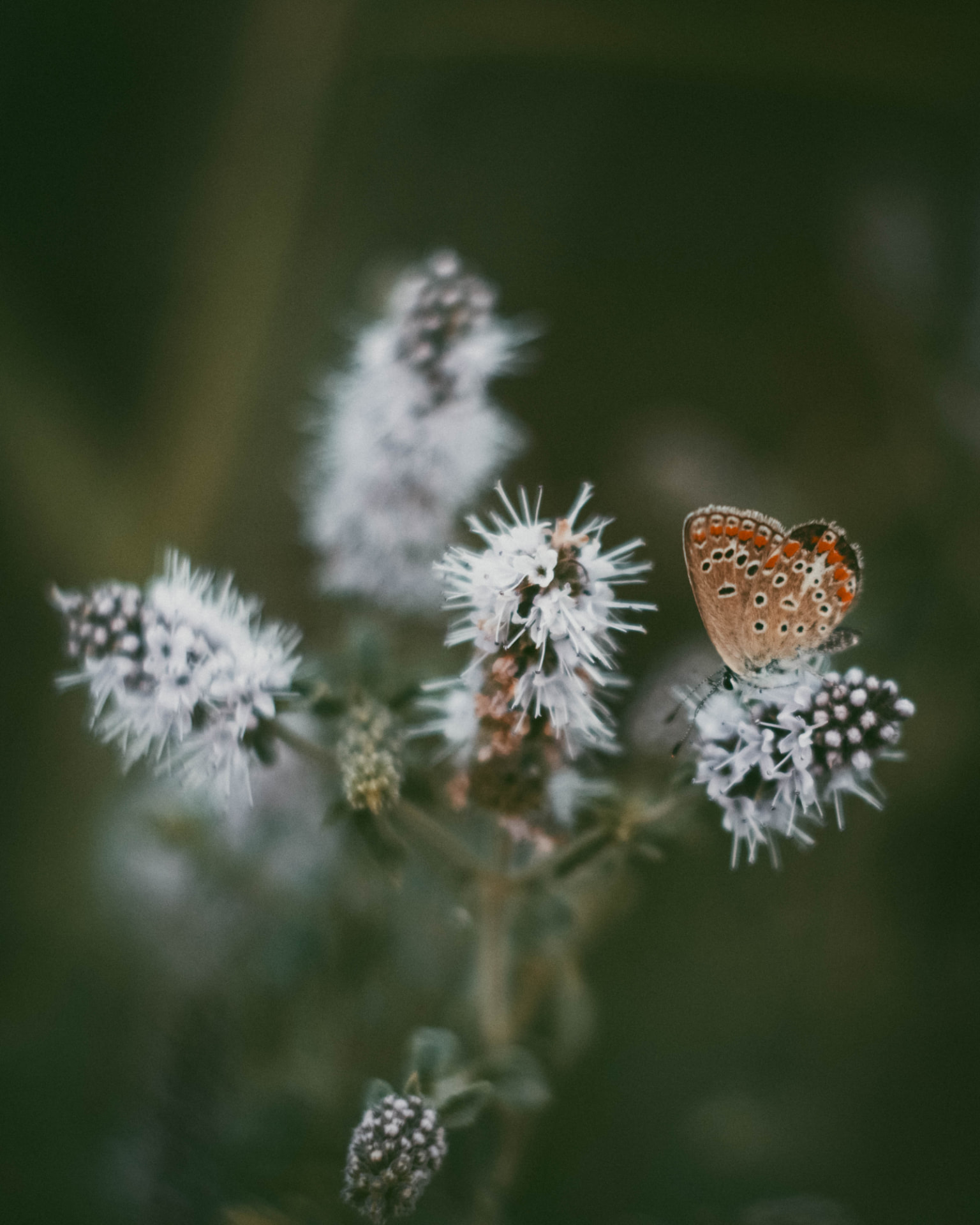 A small butterfly resting on pale wildflowers
