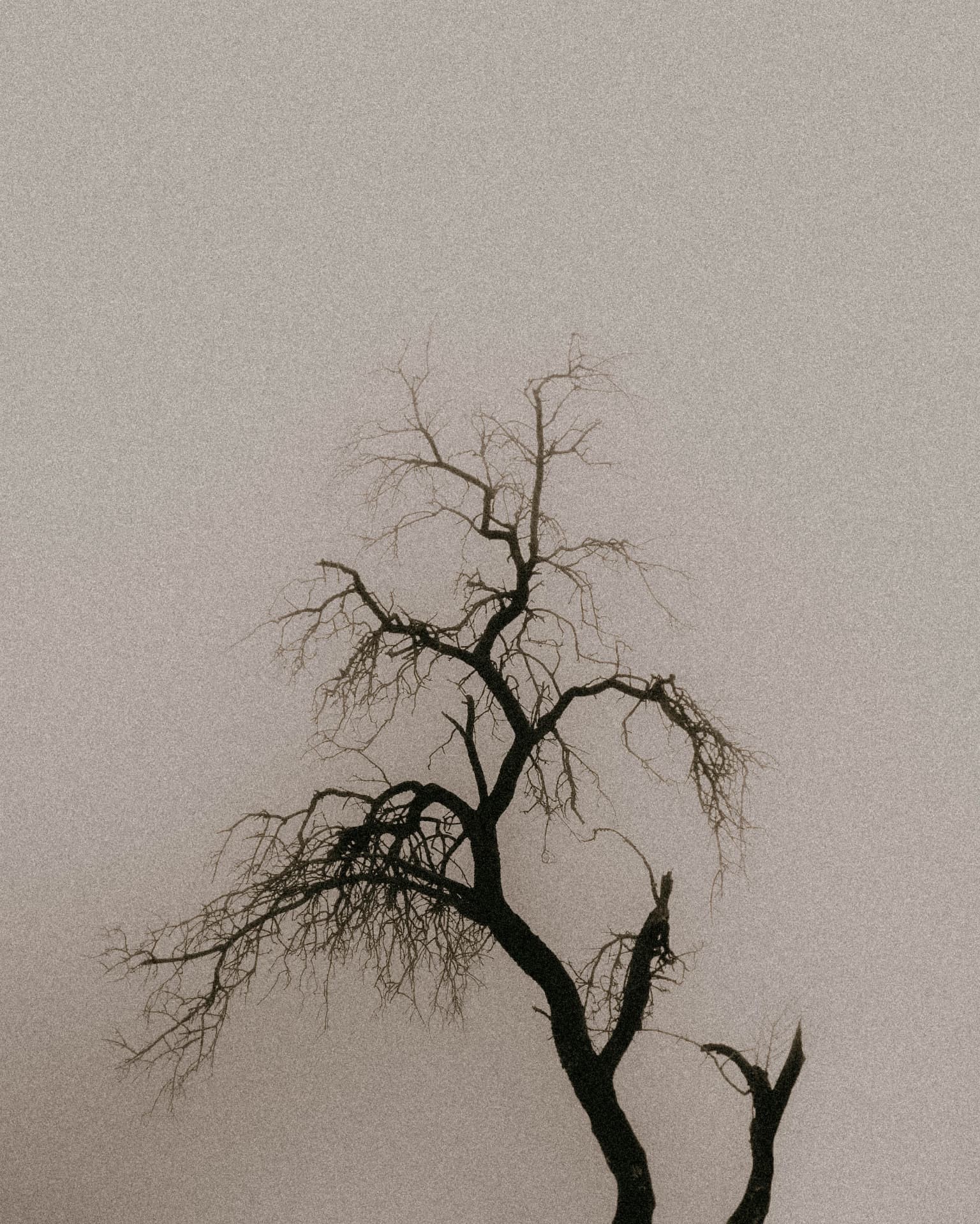 A bare crooked tree silhouetted in fog