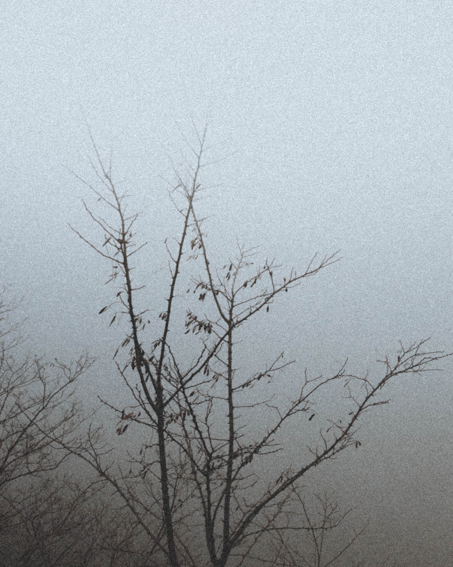 A bare tree dissolving into pale mist