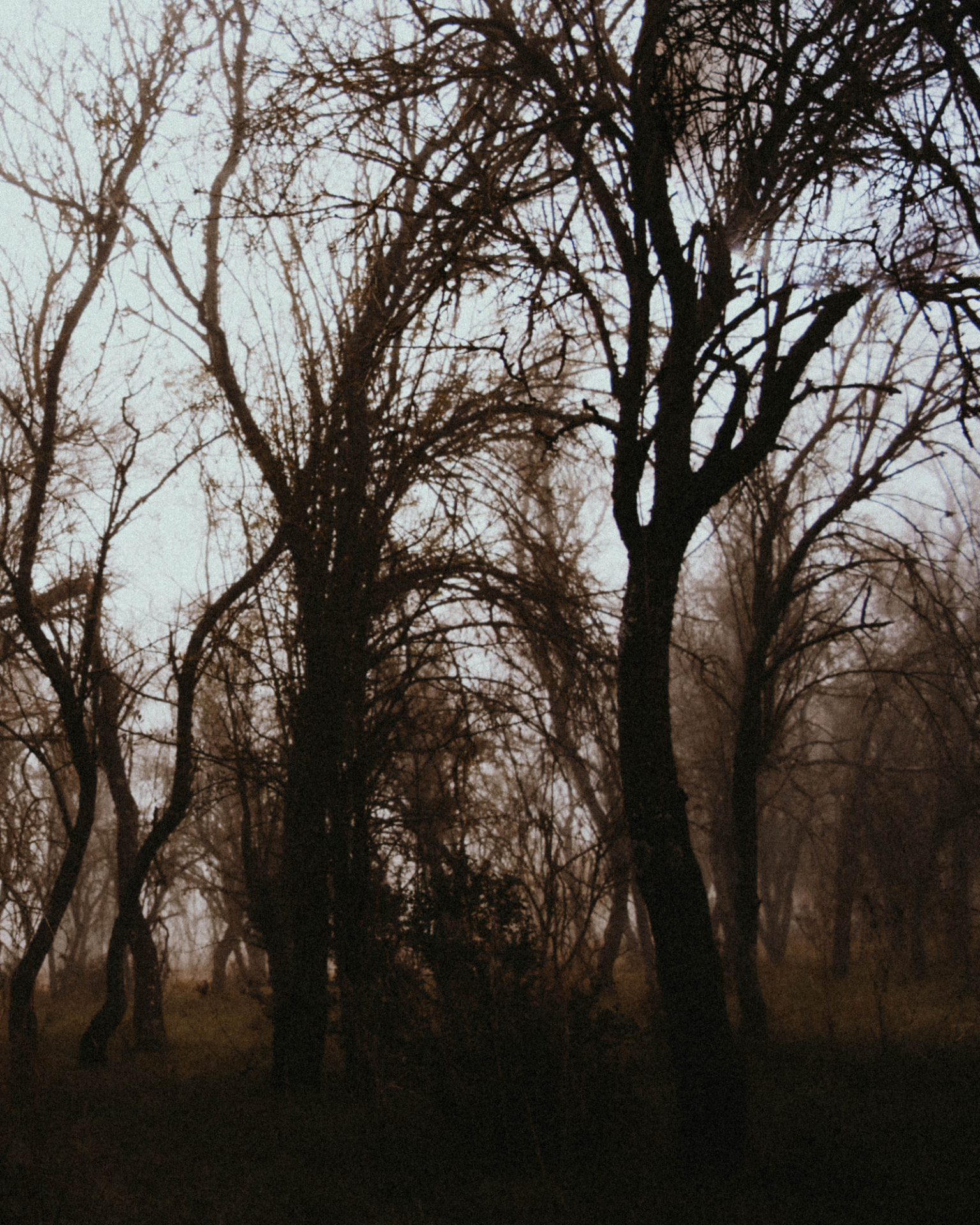 Bare silhouetted trees standing in a foggy woodland
