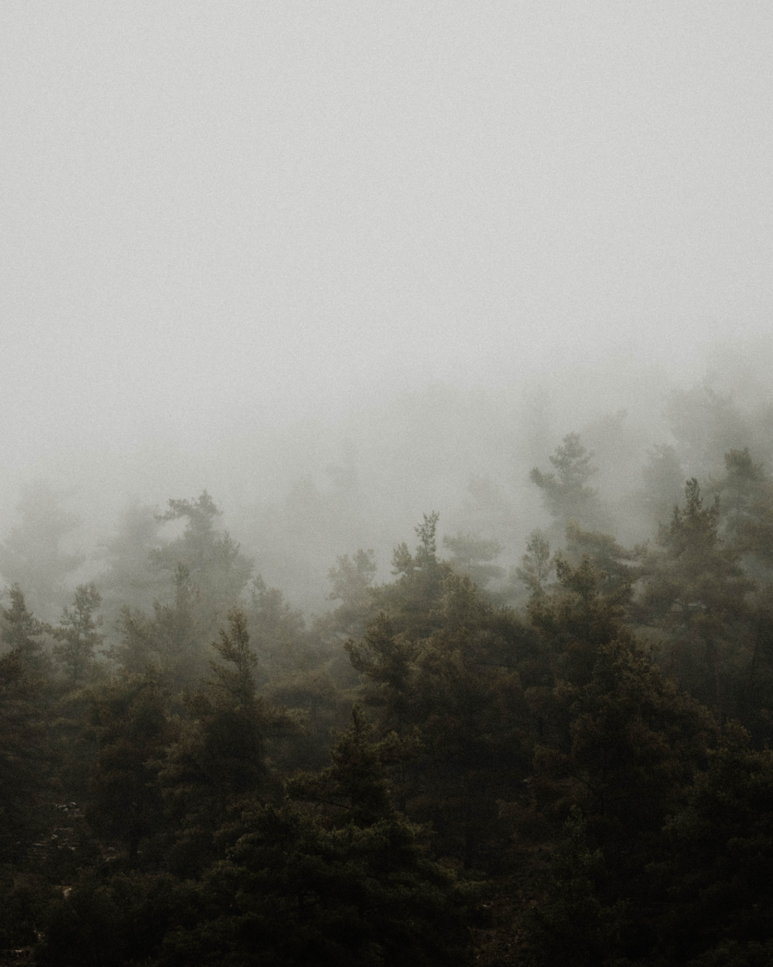 Conifer treetops partly obscured by low-hanging cloud