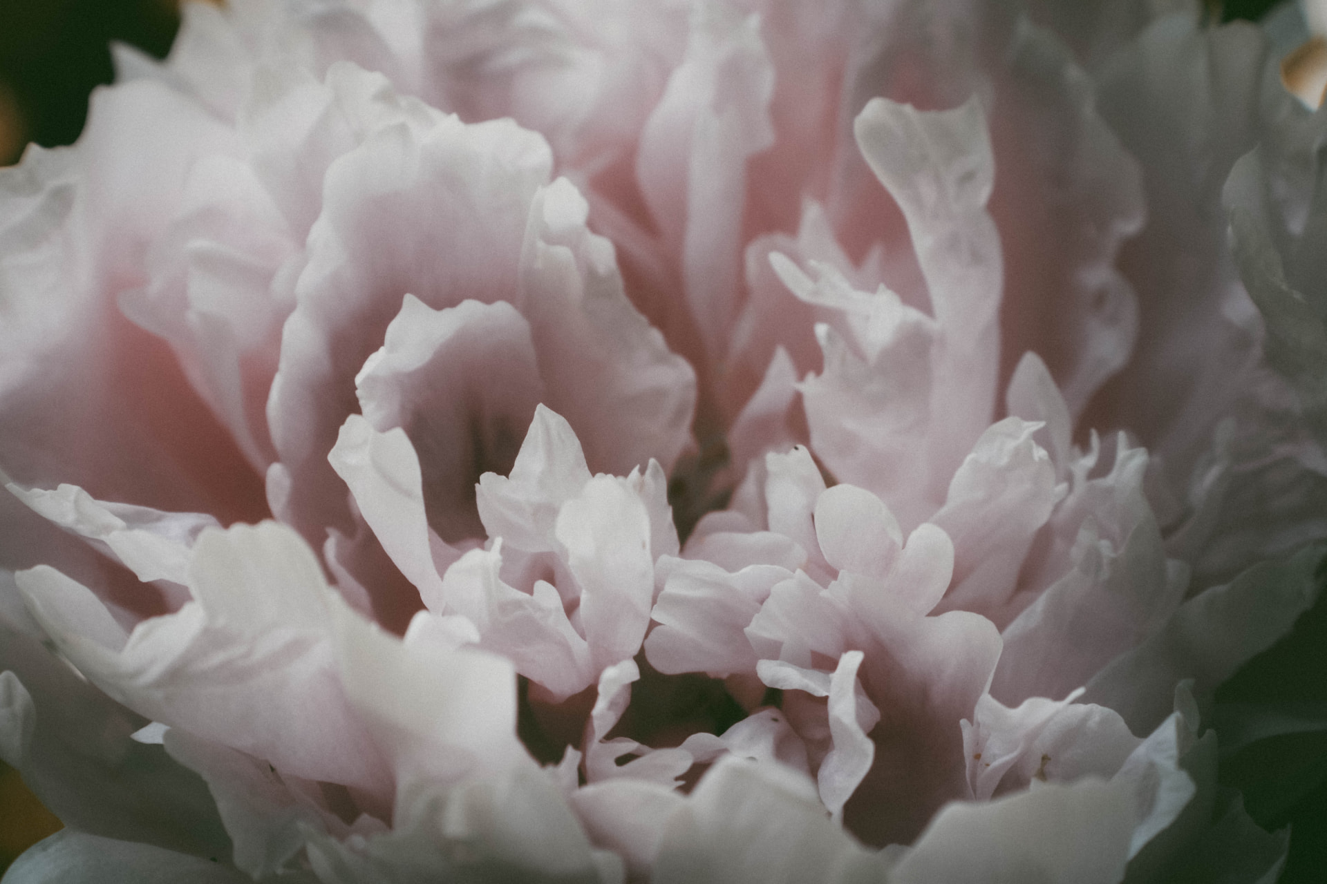 Layered pale-pink petals filling the frame