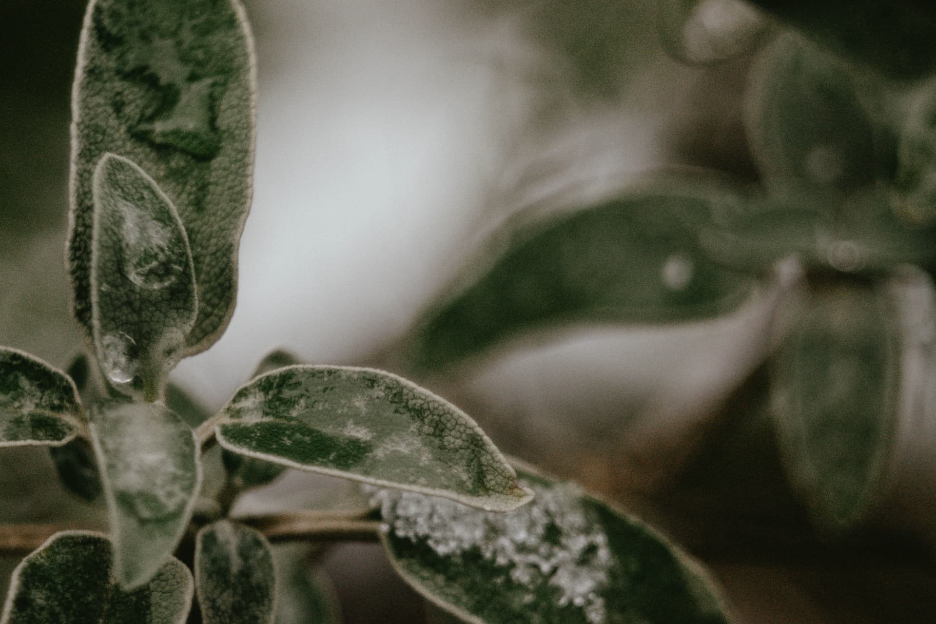 Frosted green leaves in soft light