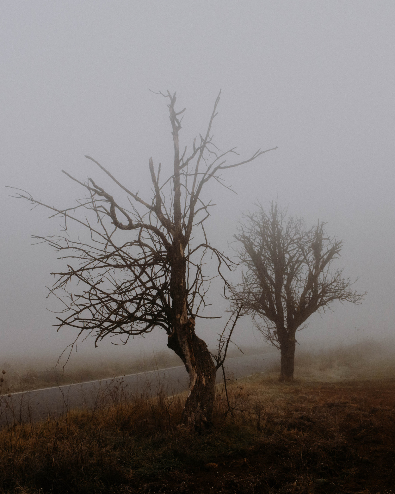Bare trees in thick mist beside a country road, photographed by Anne Balt