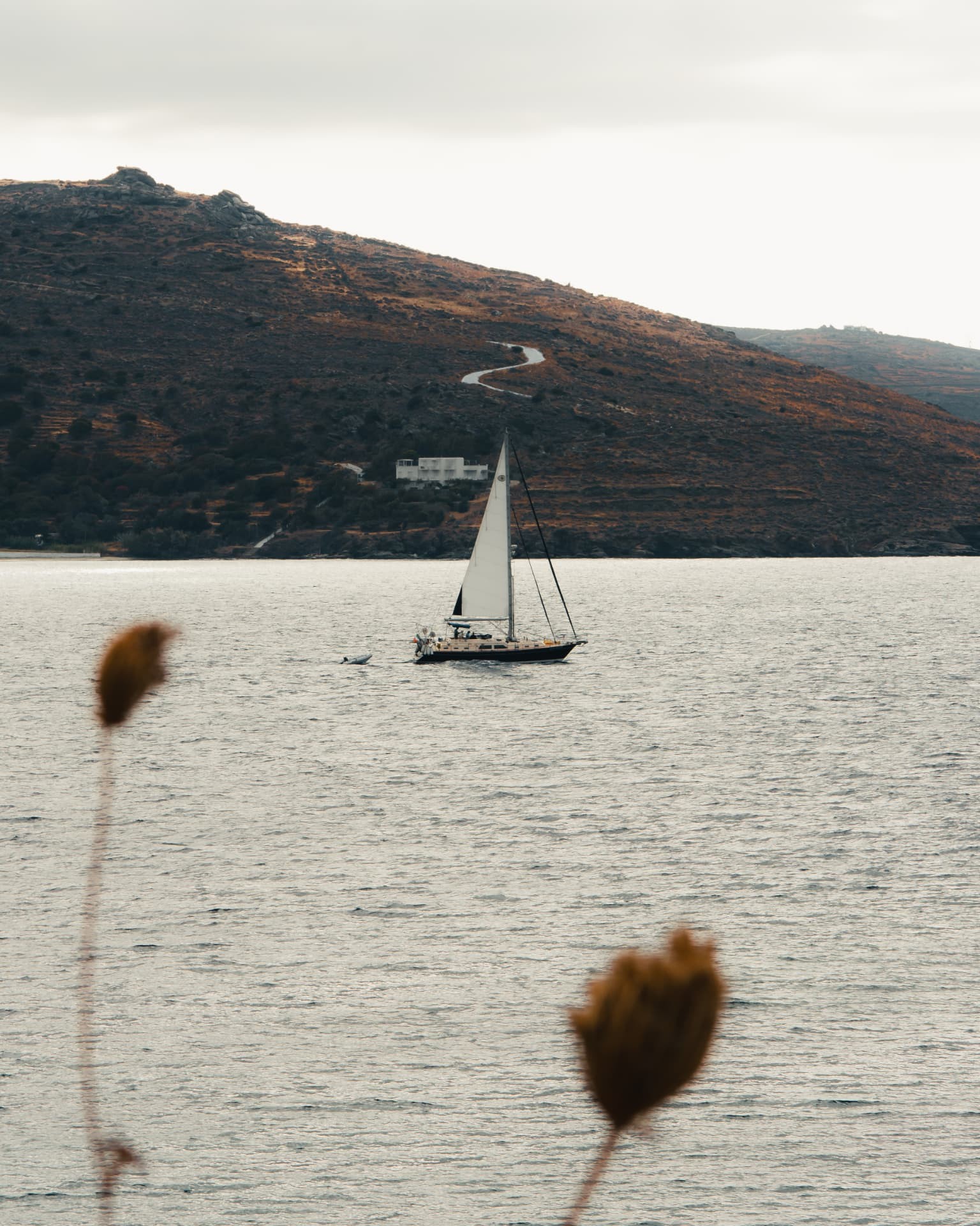 A sailboat before a golden hillside, dried seed heads in the foreground