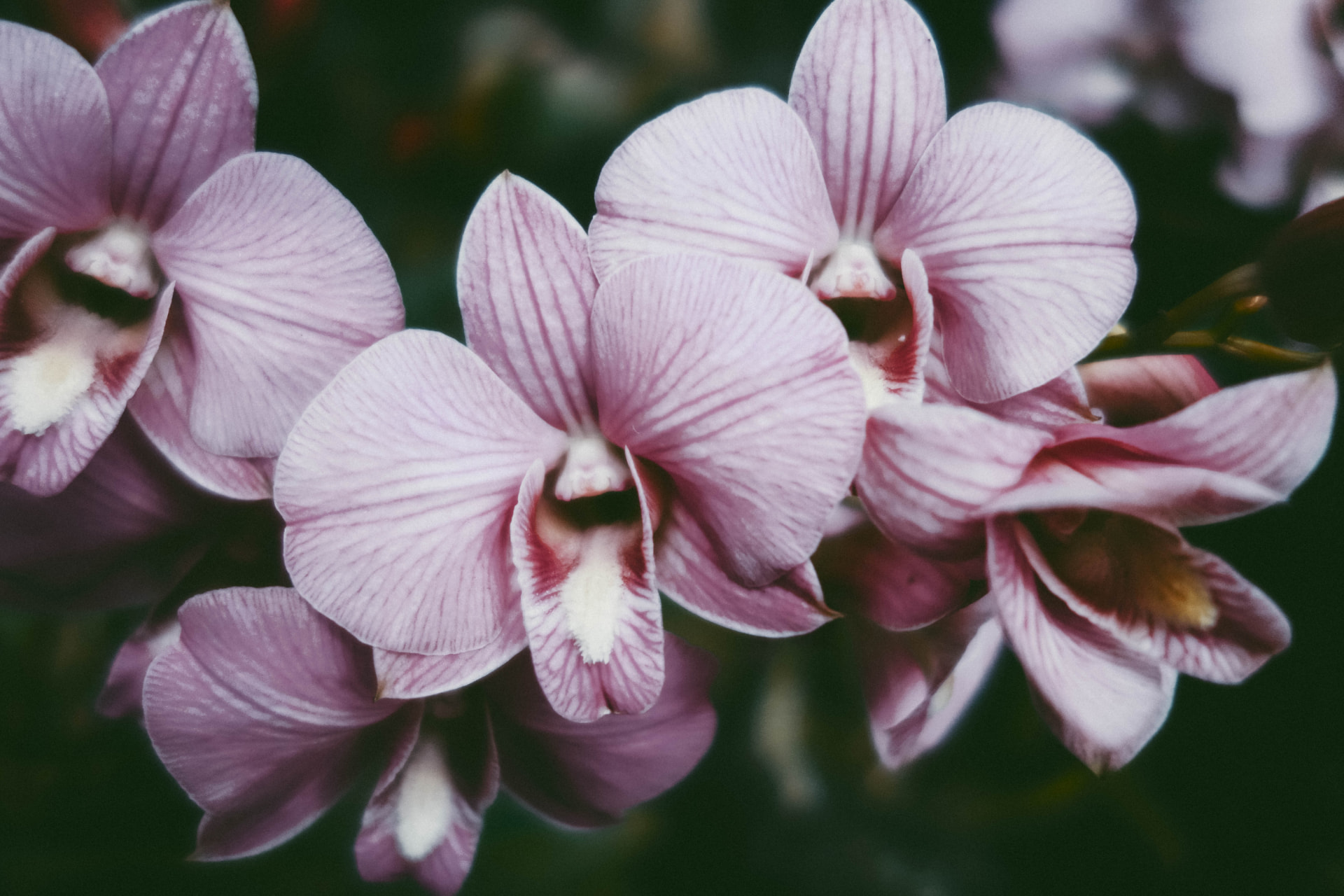 Soft pink orchid flowers
