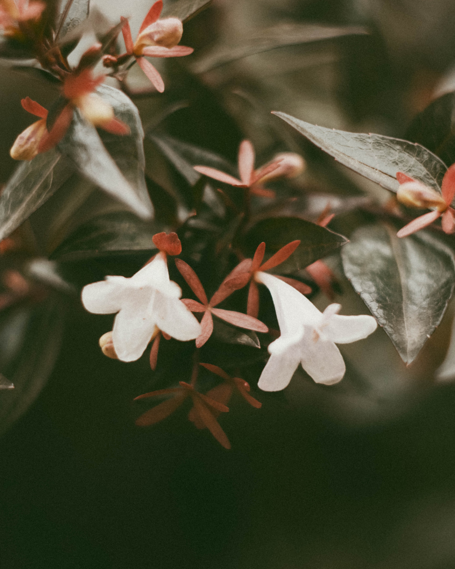 White bell-shaped flowers on dark-leaved branches