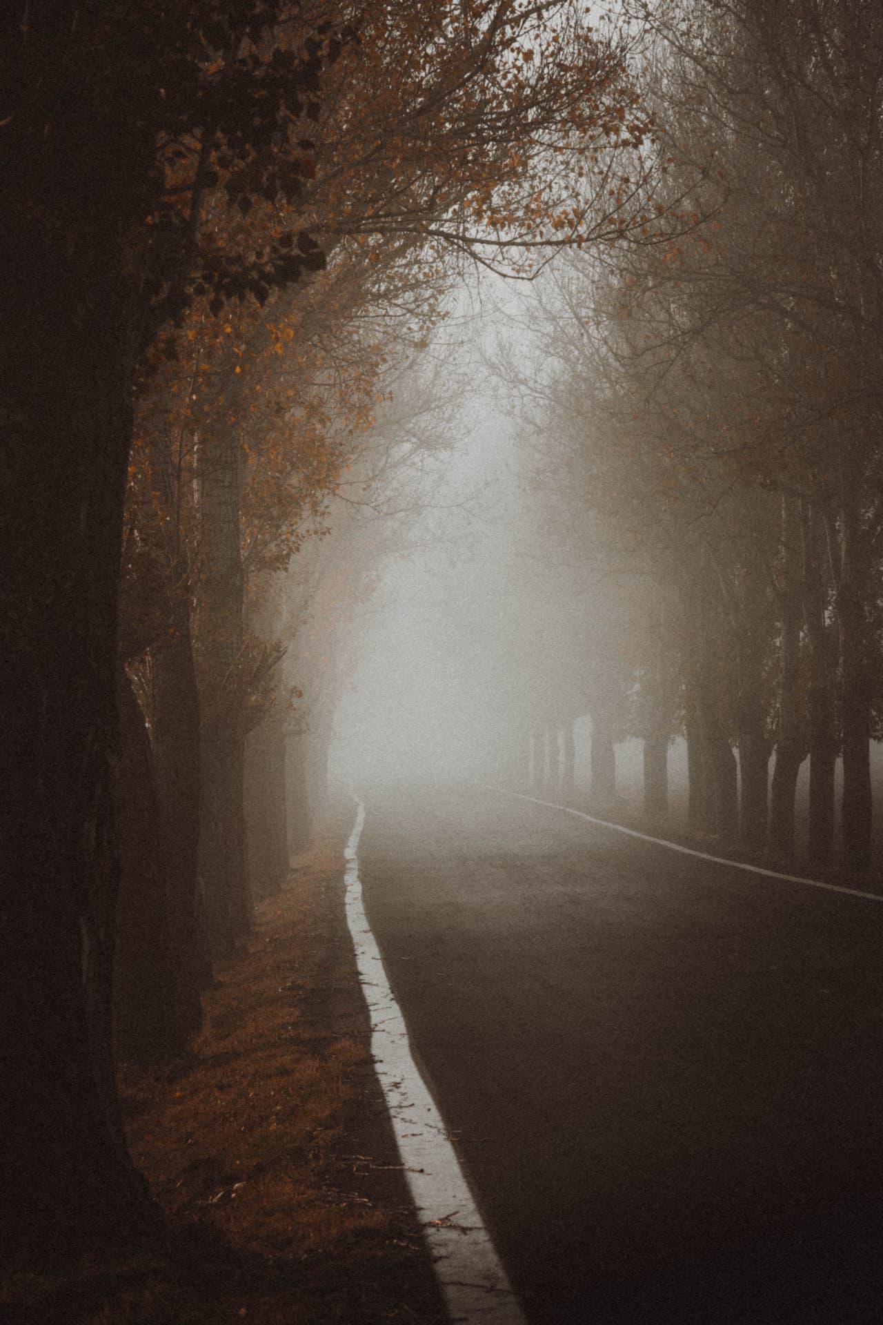 An empty road vanishing into dense fog beside autumn trees