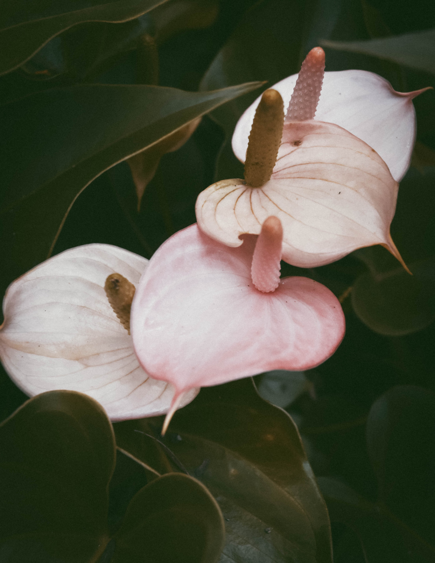 Pink and white anthurium flowers against dark leaves