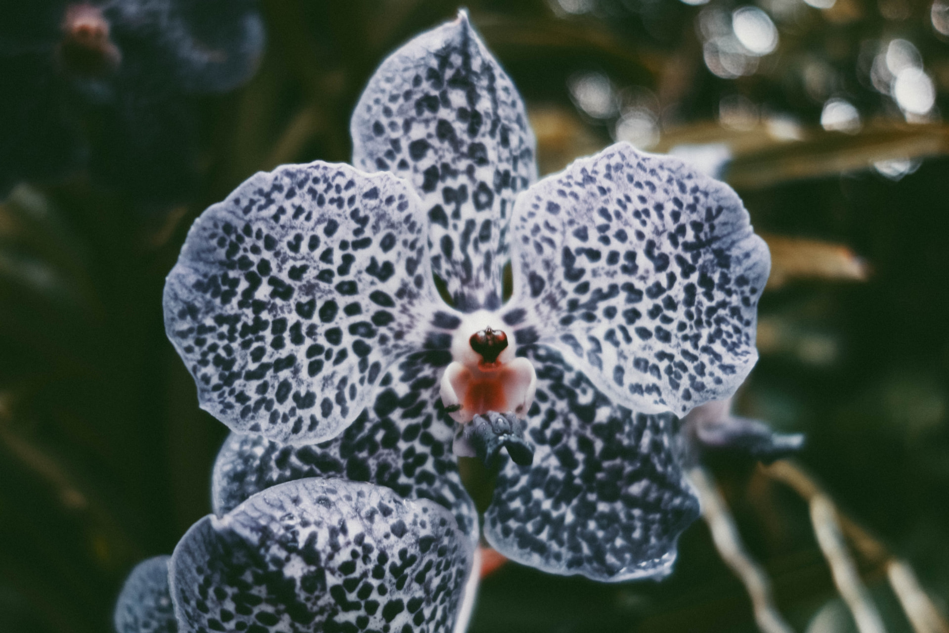 A blue-and-white spotted orchid in close-up