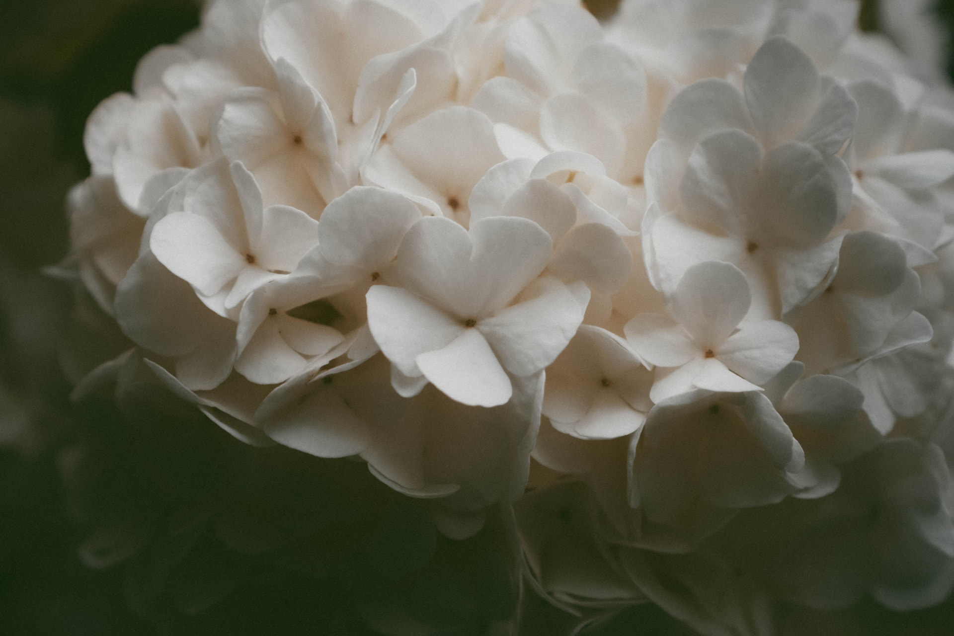 Dense white spring blossoms in close-up