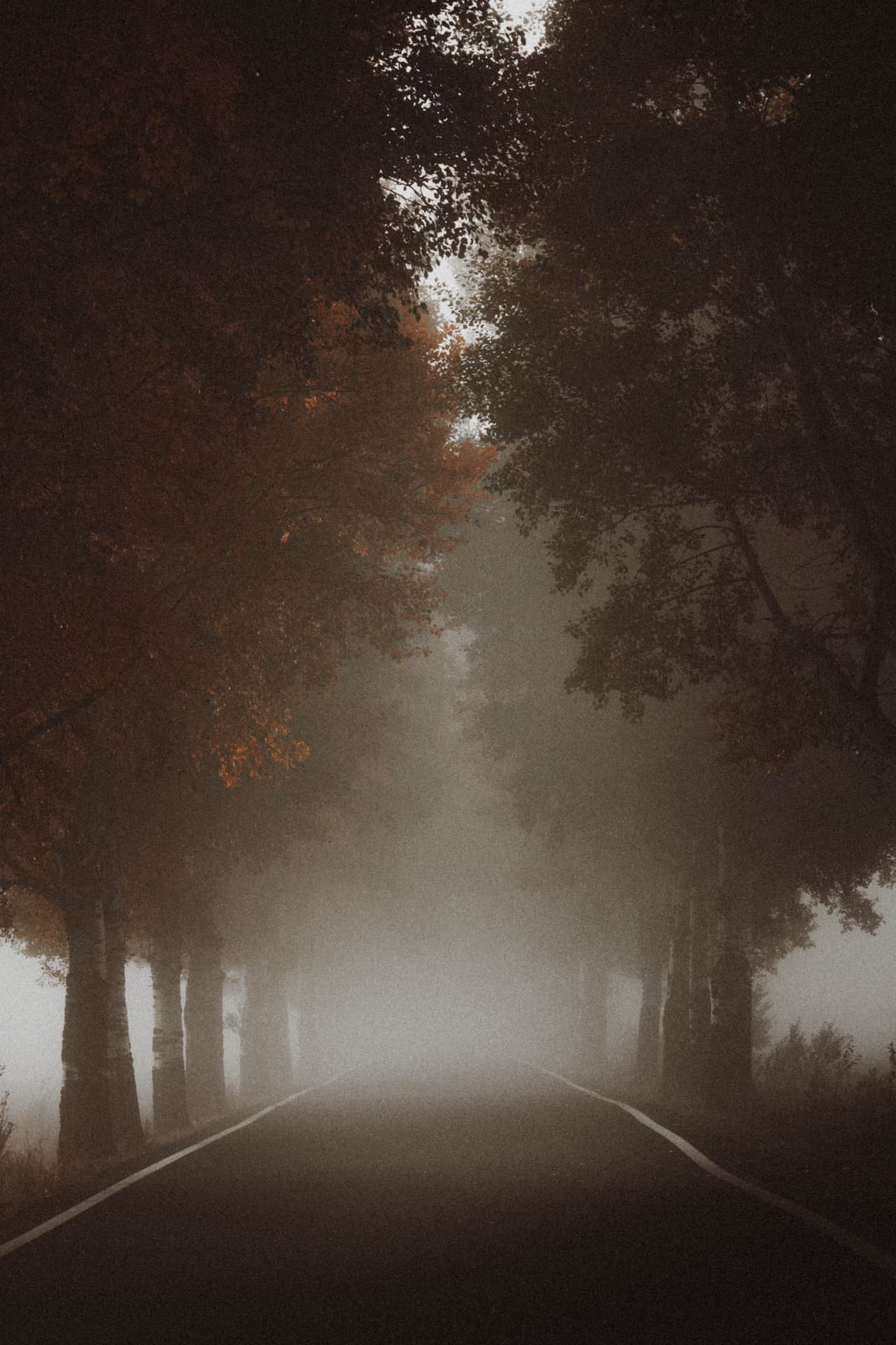 A straight roadway leading into heavy mist between dark trees