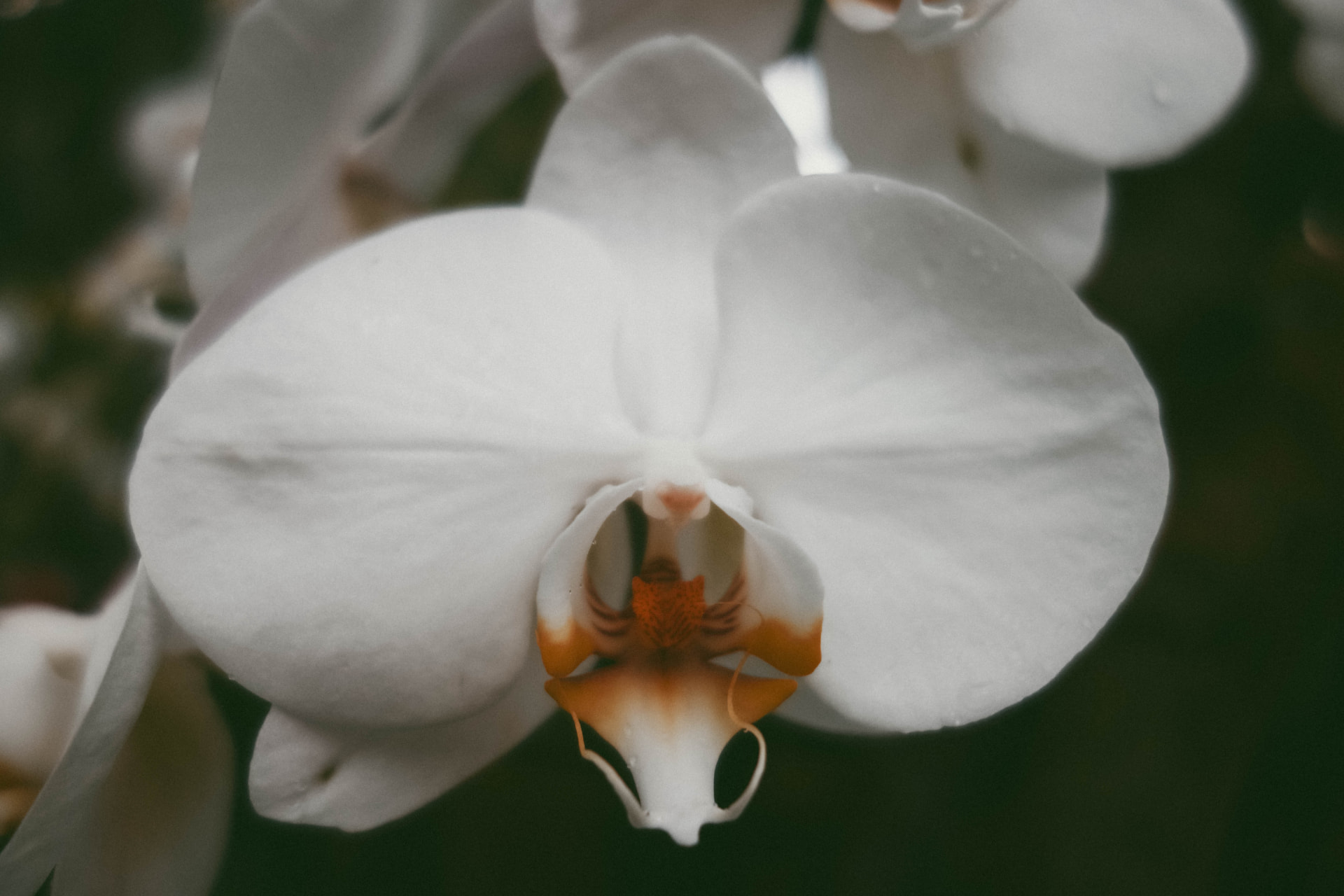 A white orchid bloom in close-up