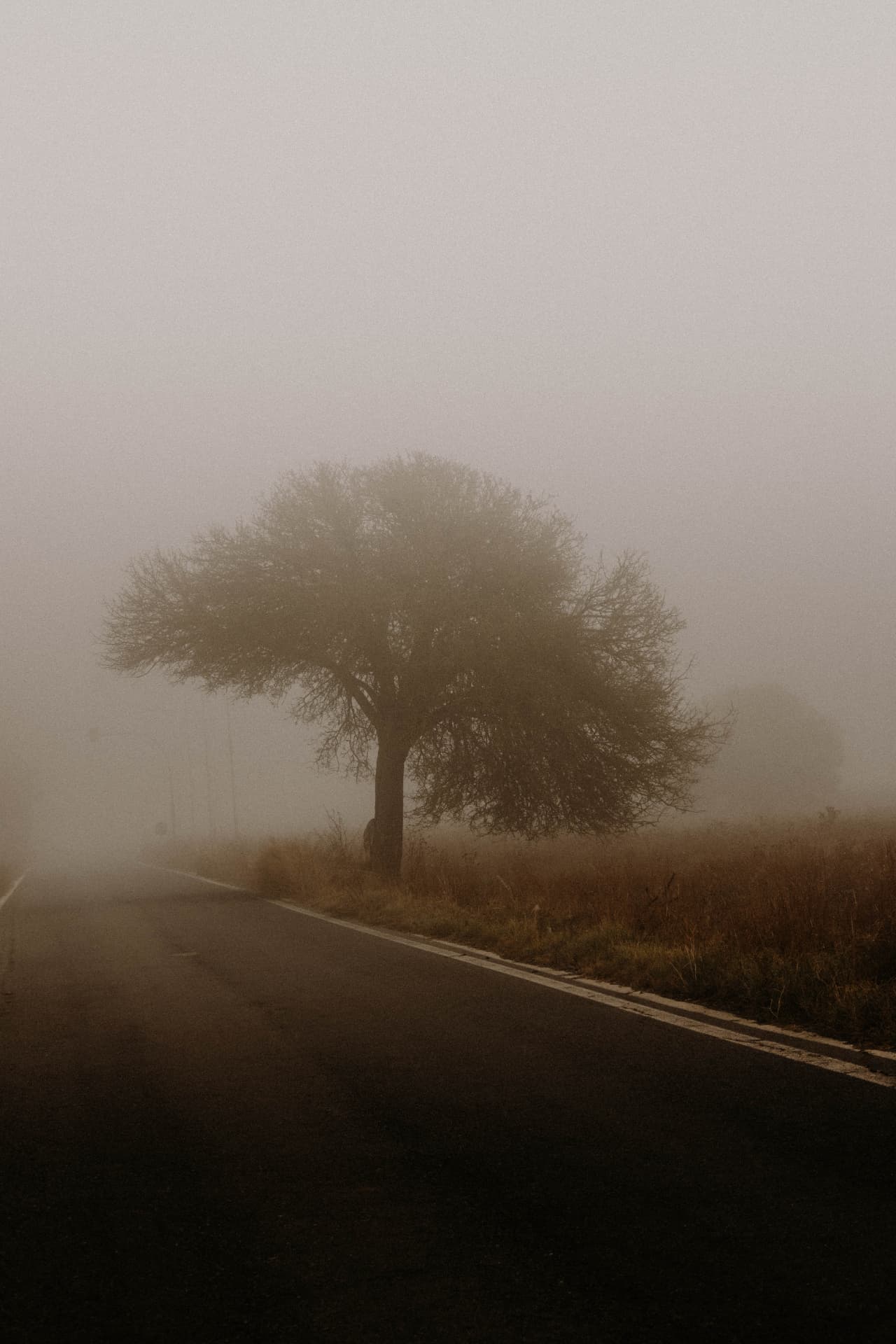 A solitary tree beside a road fading into dense fog